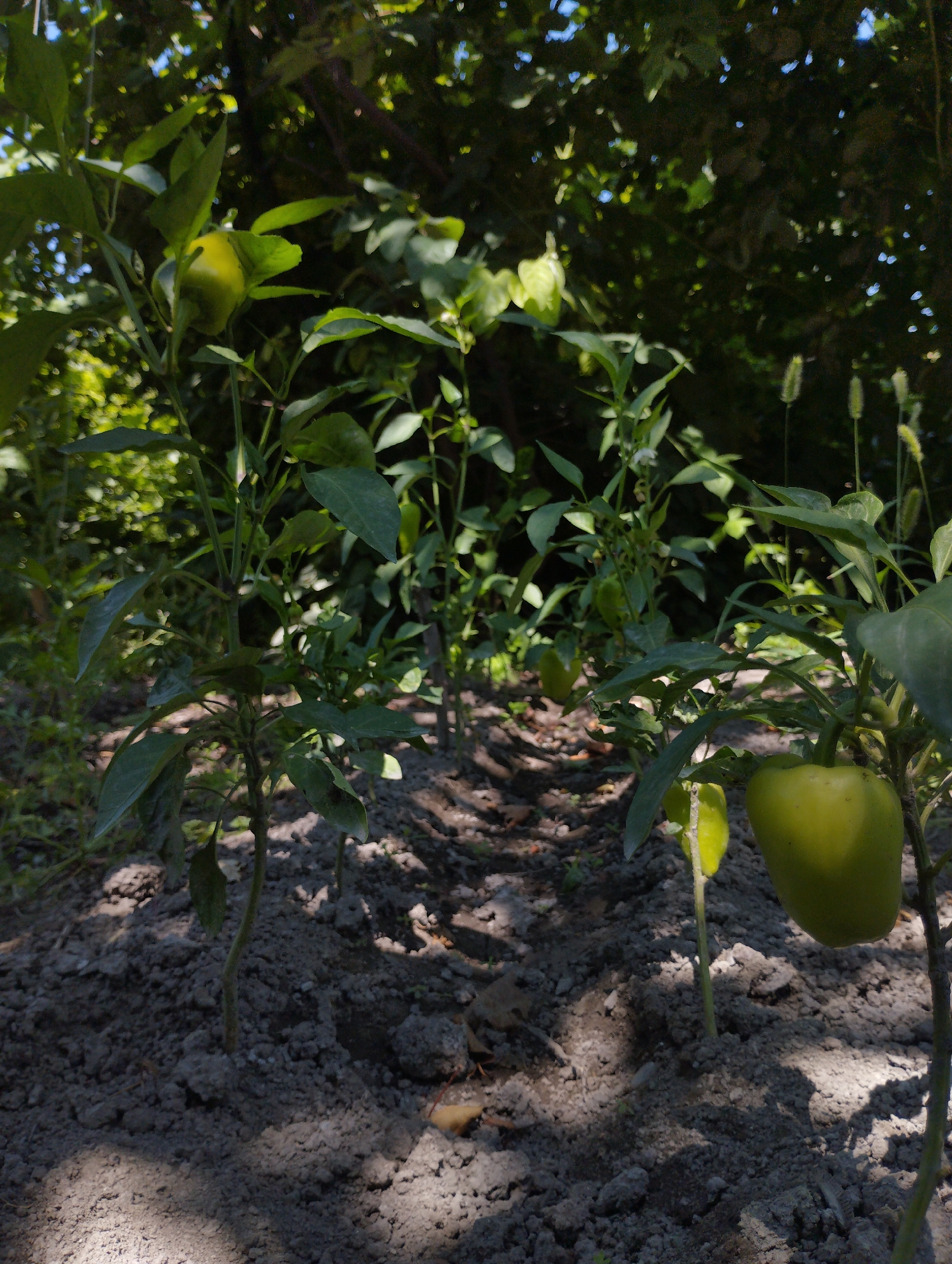 The image depicts a close-up view of several pepper plants growing in a garden bed. The plants are young, with green leaves and developing bell peppers. The soil appears dry and somewhat clumpy. The background is a mix of green foliage from trees and shrubs, with dappled sunlight filtering through. There are no people or animals visible in the image. The scene suggests a rural or suburban garden setting. The location is identified as Гроздь, Kyrgyzstan.