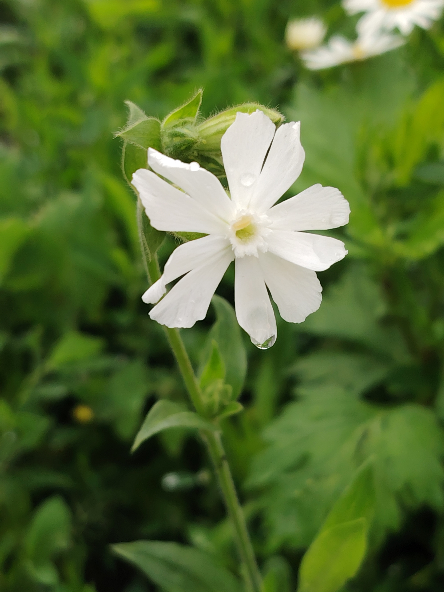 A white, five-petaled flower with a hint of yellow at its center is in full bloom. The petals are delicate and slightly curled, with one showing a clear, round water droplet. The flower is positioned on a green stem amidst a backdrop of lush, blurred green foliage. The overall impression is one of natural beauty, likely captured in a garden or natural setting within the city of Balashikha, Russia.