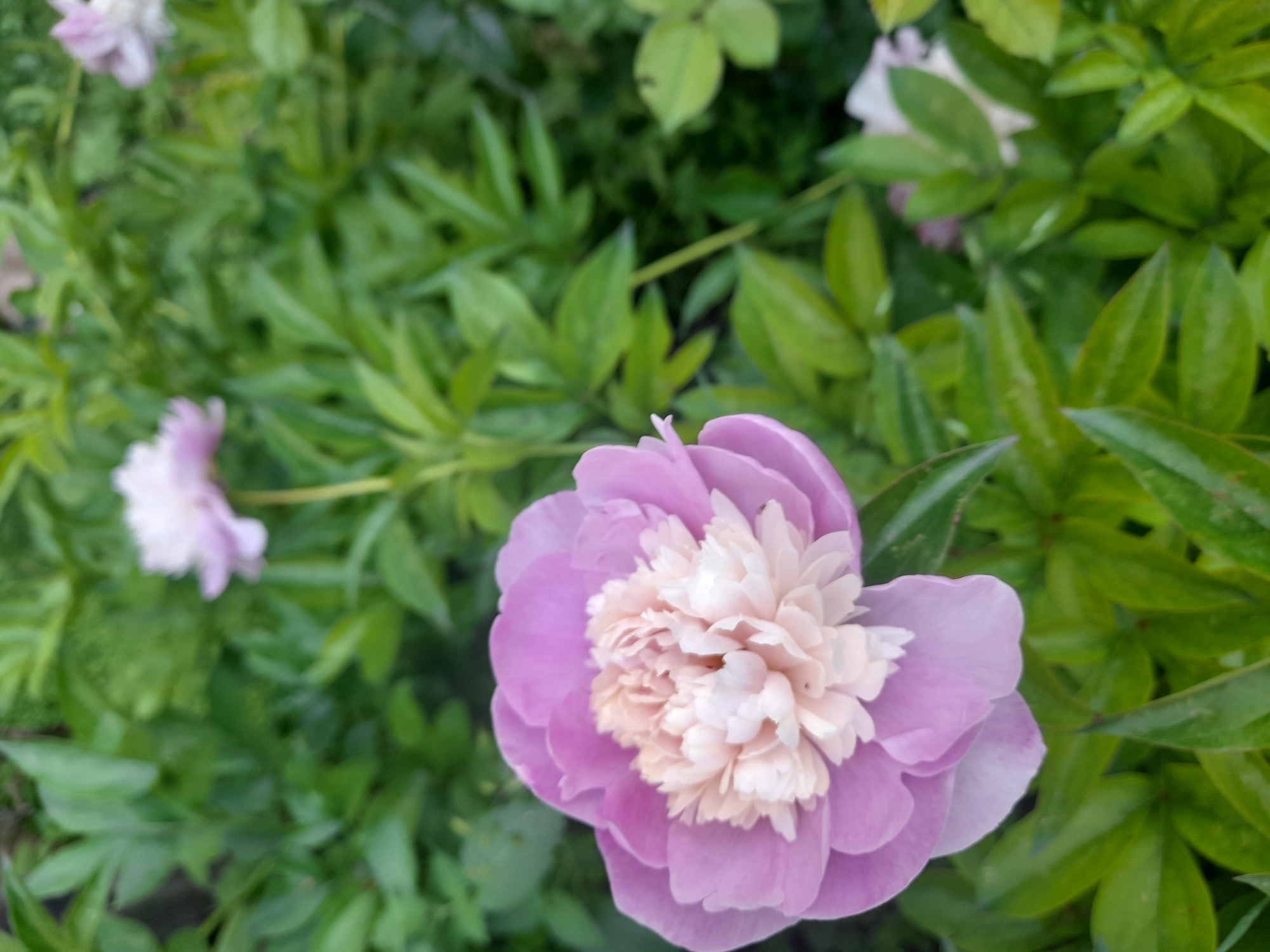 A close-up, eye-level shot captures a blooming pink peony flower in the foreground, with its layered petals displaying subtle gradations of color from soft pink to cream at the center. The flower is surrounded by lush, green foliage. In the blurred background, another pink peony and hints of other flowers are visible, suggesting a garden setting. The scene is consistent with a botanical garden or a residential garden in Kliushnykivka, Ukraine, during the blooming season.