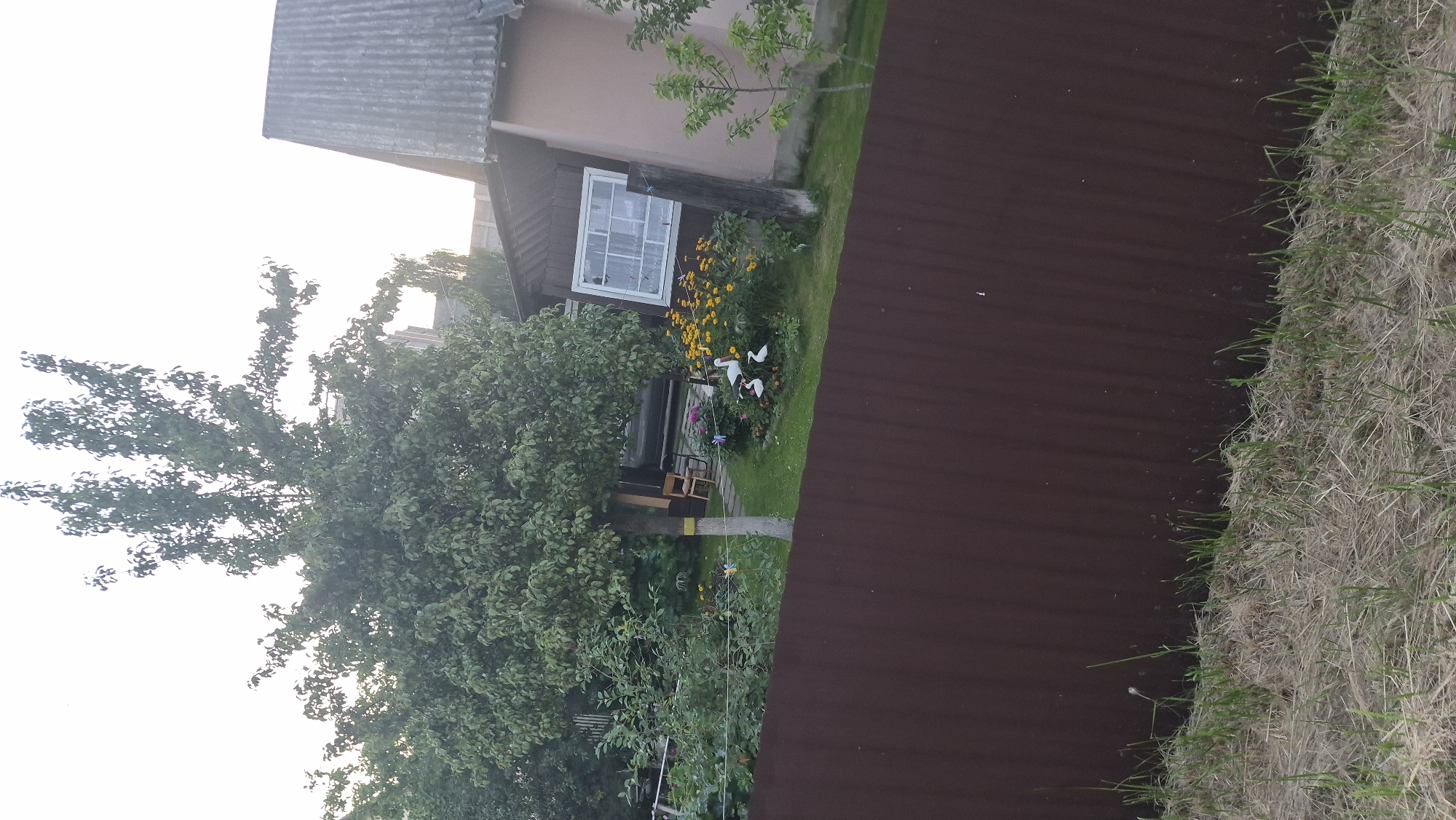 The image shows a garden area in Krauja, Latvia, with a large tree prominently featured in the foreground. A dark brown corrugated metal fence runs horizontally across the lower portion of the image, separating the viewer's vantage point from the garden. Behind the fence, a well-maintained lawn is visible, with some dry grass and a few green shoots.
In the garden, there is a flower bed with bright yellow flowers and some smaller pink flowers. Two decorative white stork figures are placed among the flowers. A pathway made of light-colored stones leads through the garden. A wooden chair is visible near a building.
To the right of the garden, a light-colored building with a dark, sloped roof is partially visible. It has a window with white panes. Adjacent to this building is a smaller, dark wooden structure. A young tree with green leaves stands to the far right of the frame. In the background, obscured by trees and foliage, a car is parked. The sky is bright, suggesting it is daytime, possibly late afternoon or early morning due to the soft light.