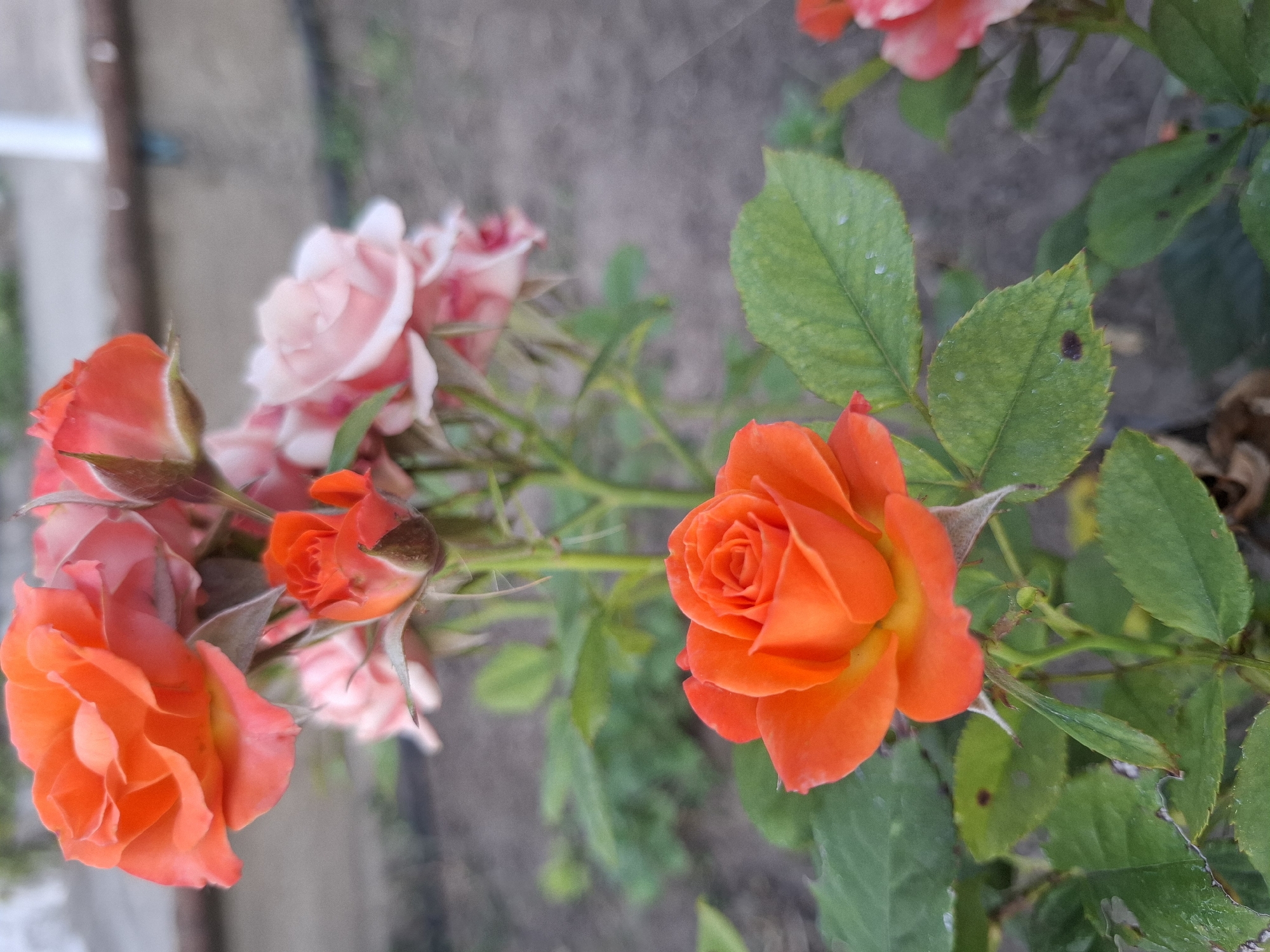A close-up, vertical, eye-level shot showcases a cluster of roses in various stages of bloom. In the foreground, a vibrant orange rose is in full bloom, its petals unfurling to reveal a tightly coiled center. To its right, a pink rose is partially visible, its petals also open. Behind these, a bouquet of pink roses fills the mid-ground, with some fully bloomed and others still in bud form. Higher up, an orange rose bud is prominent, its dark sepals partially enclosing the developing petals. The roses are set against a blurred backdrop of greenery and earth, suggesting an outdoor garden setting. The image was captured in Dubăsarii Vechi, Moldova.