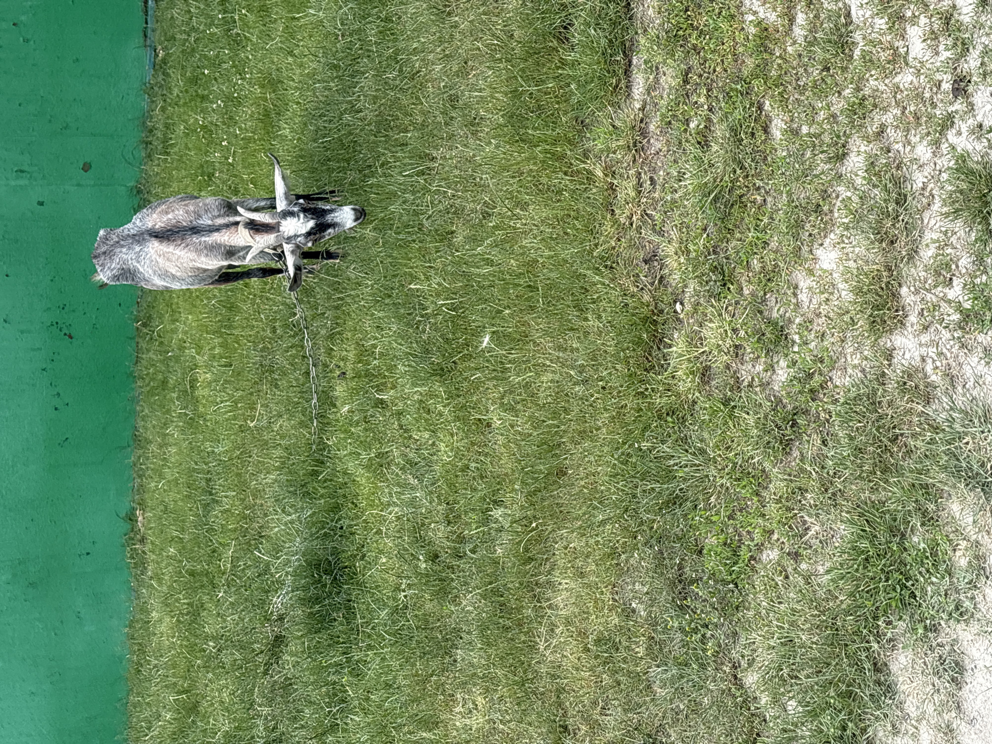 An adult goat with gray and white fur is grazing on a patch of green grass in front of a plain, textured green wall. The goat has short, curved horns and a black and white patterned face. A chain leash is attached to its neck and extends to the left of the frame. The ground is covered in grass, with some sandy patches visible towards the bottom of the image. The lighting suggests it is daytime.