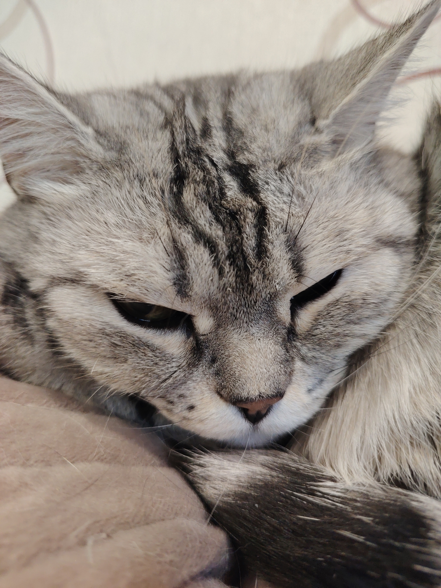 A close-up, head-on shot focuses on a silver tabby cat's face. The cat's fur displays a classic tabby pattern of gray and black stripes. Its eyes are partially closed, with visible pupils reflecting light. The cat's ears are pointed upwards and are also covered in the striped fur. A portion of its nose and mouth are visible, with white whiskers fanning out. The cat is resting on a textured, light-colored surface that appears to be fabric, possibly a blanket or pillow. Its tail, with distinct black bands, is curled in front of its body. The background is a plain, off-white color with subtle linear patterns. No specific location within a city is identifiable in this image.