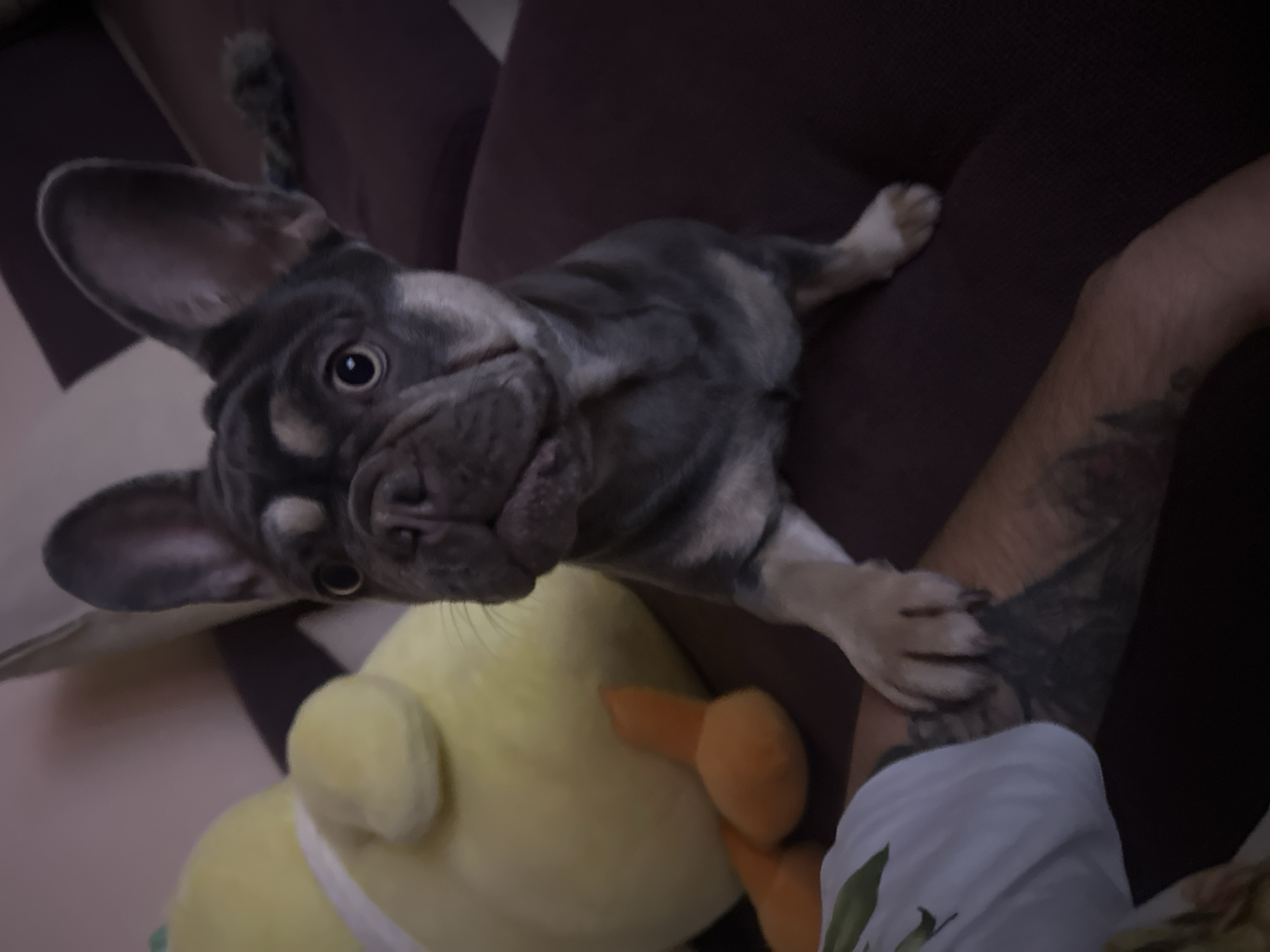 A close-up, medium-shot photo depicts a gray-and-white French Bulldog lying on a brown couch, partially supported by a person's arm. The dog looks directly at the camera with alert eyes. A yellow plush duck toy is situated near the dog. The person's arm has a tattoo, and the person is wearing a white shirt with a green print. The environment appears to be indoors, likely a home. The location is unknown.