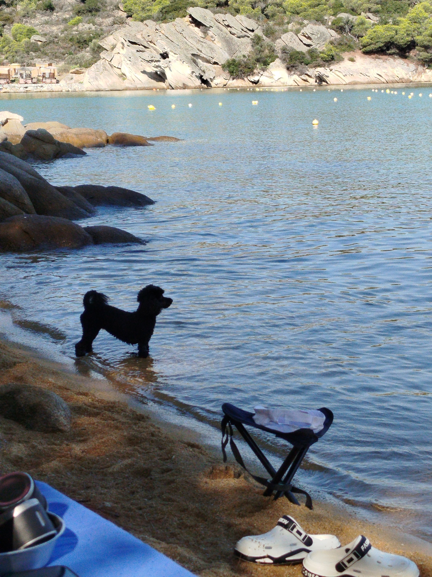 A black poodle stands at the edge of the water on a sandy beach. The dog is facing to the right, with its head turned slightly towards the right. Its front paws are in the shallow water, and its back paws are on the sand. In the background, there are large rocks and a calm body of water. A small, portable stool and a pair of white shoes are on the sand near the water's edge. The location is a beach in Sithonia Municipal Unit, Greece. The scene suggests a peaceful day at the seaside.