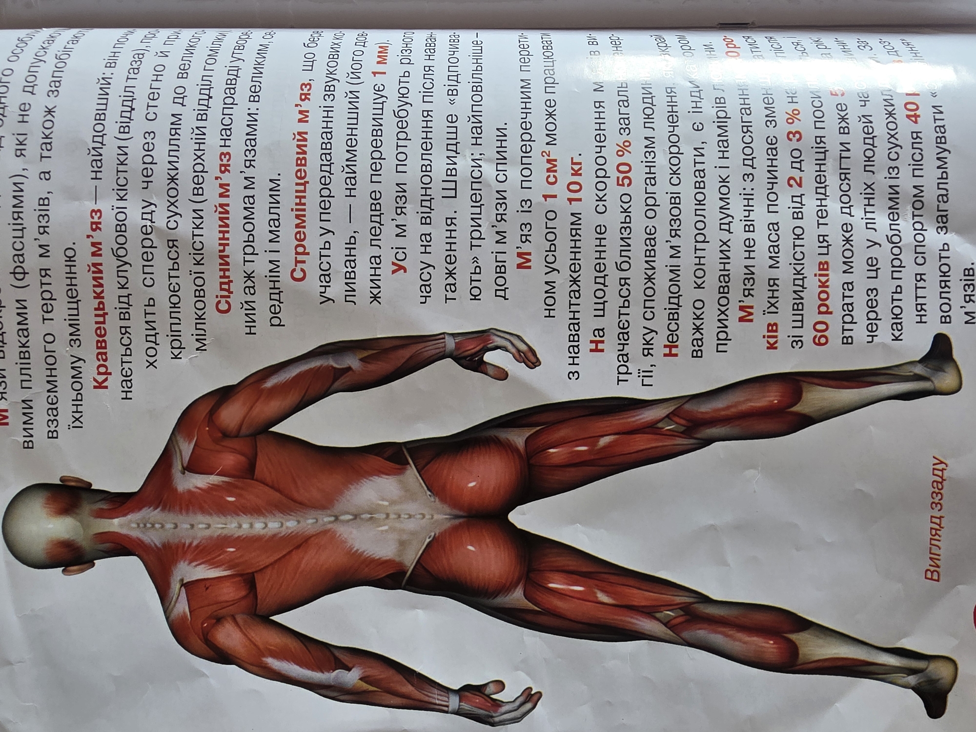 The image displays an anatomical illustration of the posterior view of the human muscular system. The illustration is detailed and shows the musculature of the back, buttocks, and legs in red. Text in Ukrainian is present in various sections of the image, discussing different muscle groups, their functions, and how they are affected by age and physical activity. The text labels include "Вигляд ззаду" which translates to "View from behind". The illustration is likely part of an educational poster or textbook. There is no discernible information within the image that relates to the city of Kyiv, Ukraine, or any specific urban environment. The image is purely a scientific depiction of human anatomy.
