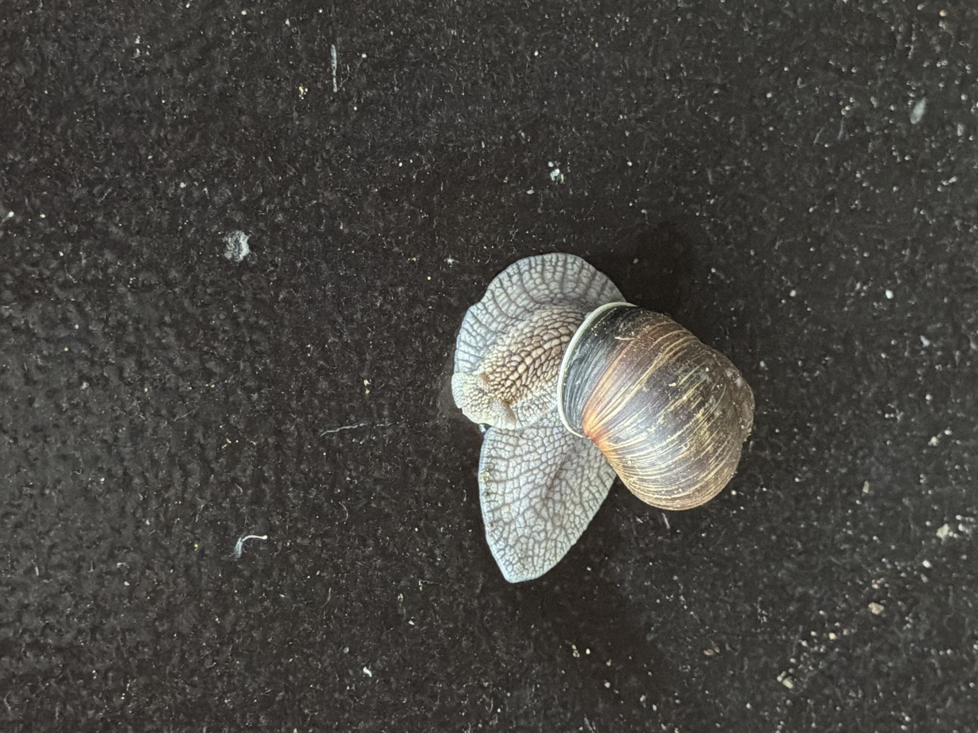 A snail is on a dark, textured surface. The snail's body is patterned with a reticulated texture, and its shell is brown with darker bands. The environment appears to be a non-descript, dark surface, likely outdoors. There is no indication of the location being Chaikovsky, Russia, or any other specific location. No people are visible in the image.