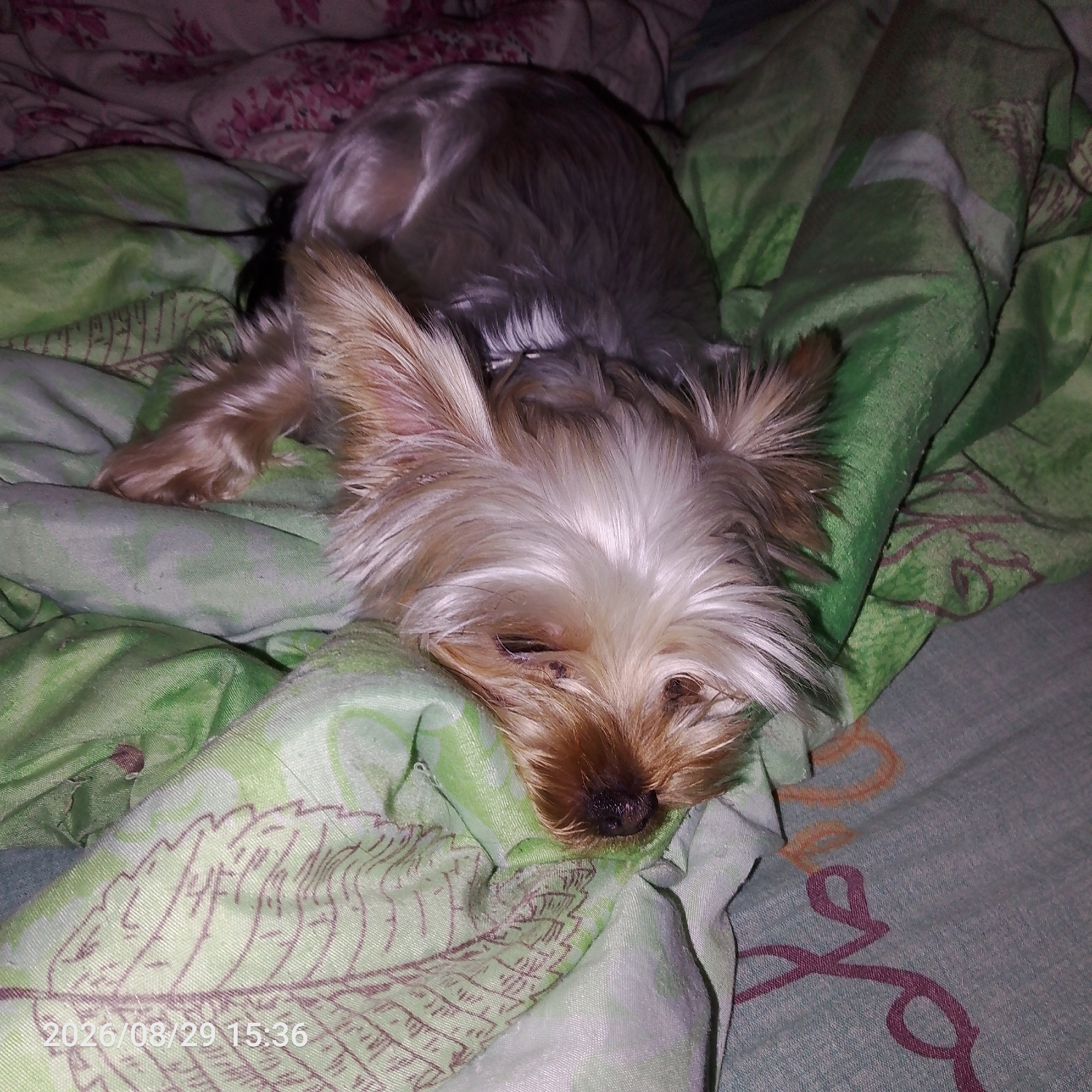 A light-colored Yorkshire Terrier lies on a green blanket with a floral pattern, its head resting on its paws. The dog's fur is a mix of blonde and grey, and its eyes are closed. The blanket appears to be wrinkled and slightly rumpled. The background is out of focus but suggests a domestic setting, possibly a bed. A timestamp "2026/08/29 15:36" is visible in the lower left corner of the image.