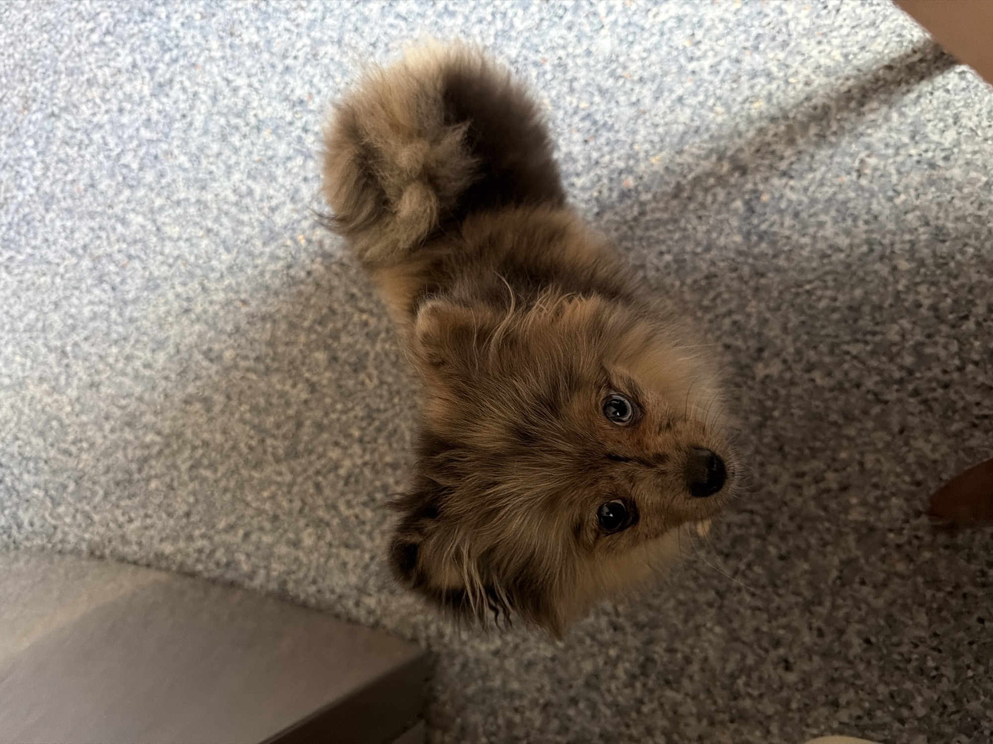 An overhead shot shows a small, fluffy Pomeranian puppy with brown and tan fur sitting on a speckled blue carpet. The puppy's tail is curled over its back, and it is looking directly up at the camera with large, dark eyes. A portion of a light-colored object is visible on the left side of the frame, and a small part of a brown shoe is visible at the bottom of the frame. The scene appears to be indoors, possibly in a residential setting. There is no information in the image to determine its location in Chaikovsky, Russia.