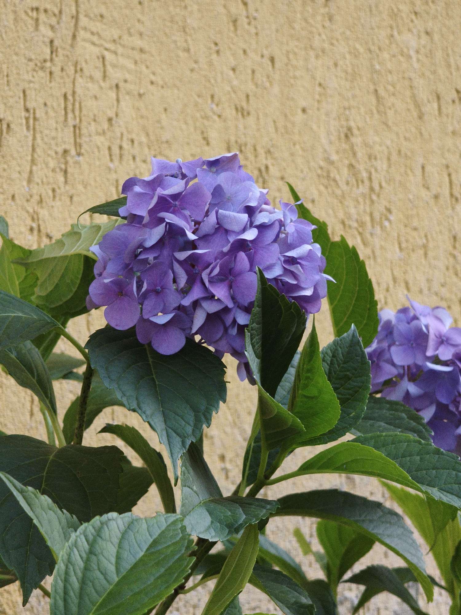 A close-up shot focuses on a cluster of purple hydrangeas in Steblivka, Ukraine. The flowers are in bloom, with multiple layers of petals forming a spherical shape. Dark green leaves surround the flowers, some with serrated edges. The background is a textured, light yellow wall. The lighting appears to be natural daylight, casting soft shadows. There are no people or animals present.
