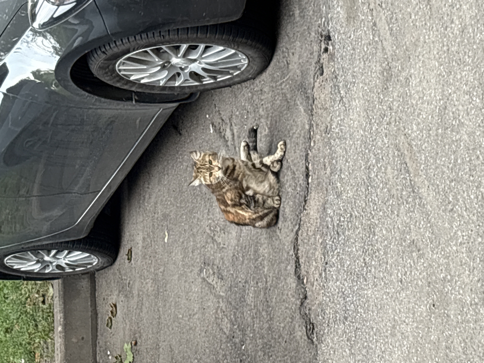 In Saint Petersburg, Russia, a brown and black tabby cat sits on cracked asphalt next to a gray car. The cat is positioned facing the camera, with its left foreleg bent and resting on the ground, and its right foreleg extended slightly forward. Its hind legs are tucked beneath it, and its tail is curled around its body. The car, a sedan, is parked on the asphalt, its front wheel visible on the right side of the frame. The wheel is silver with a multi-spoke design. A patch of green grass and a concrete curb are visible in the background to the left of the car. Fallen leaves are scattered on the ground.