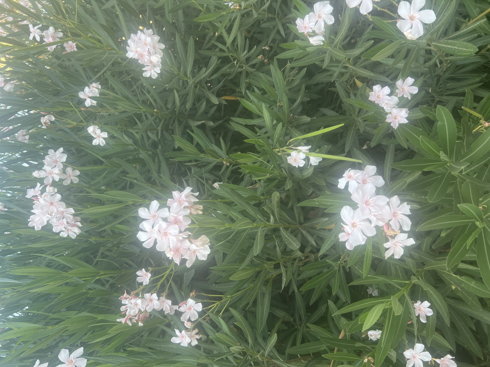 A close-up shot captures a dense cluster of pale pink oleander flowers interspersed with their long, lance-shaped green leaves. The scene is outdoors, likely in Or Akiva, Israel, suggested by the vegetation. The lighting is soft, indicating it could be early morning or late afternoon. No people are present, and the focus is solely on the botanical details of the oleander bush.