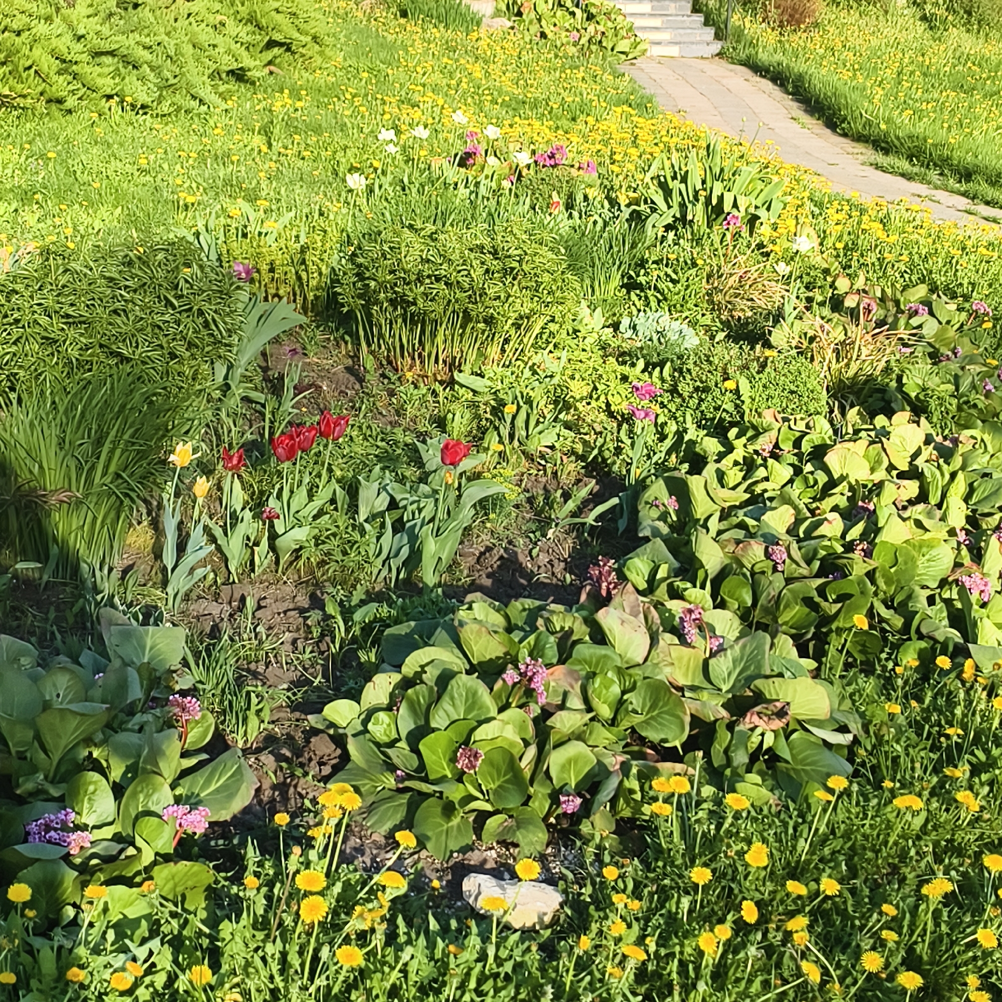This image shows a garden in Варзи-Ятчи, Russia. A stone walkway leads upwards from the right side of the frame. The main focus is on the flower bed, filled with a variety of plants. Yellow dandelions are abundant in the foreground and scattered throughout. There are also red tulips in the middle ground, along with plants with large, green leaves and pink blossoms. The upper portion of the garden features dense green foliage, some with yellow flowers interspersed. The lighting is bright and suggests a sunny day.