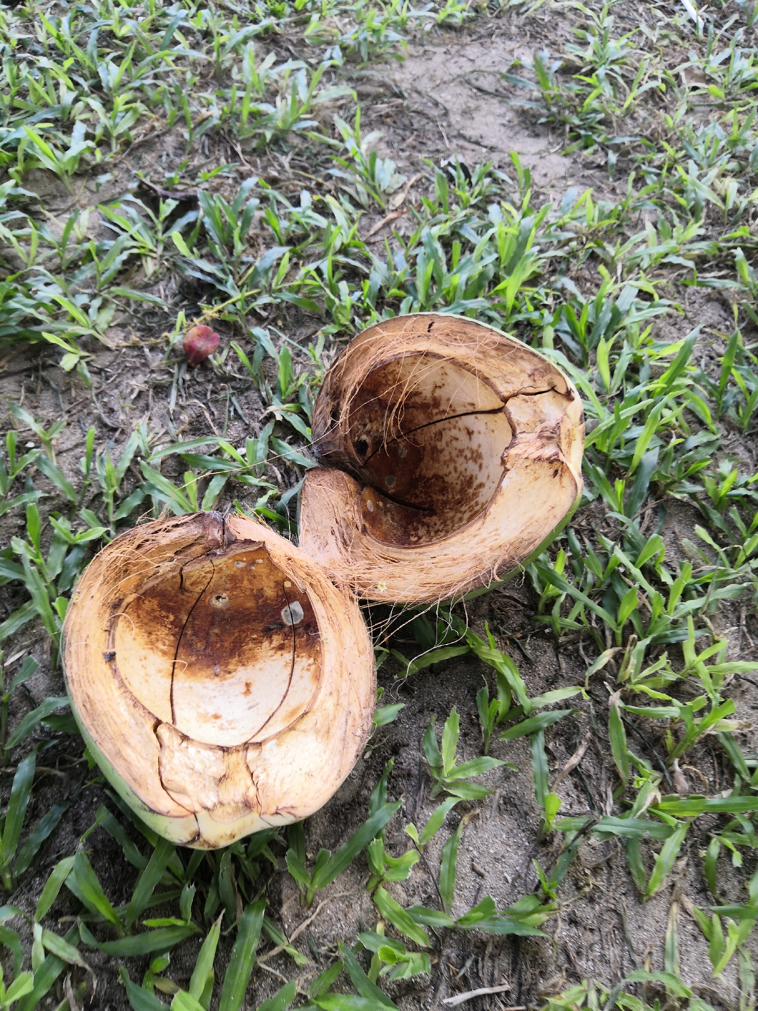 The image depicts two halves of a split coconut resting on sandy soil interspersed with green grass in Bac Nha Trang Ward, Vietnam. The coconut halves are positioned with their inner surfaces facing upwards, revealing a light green-yellow outer husk transitioning to a fibrous brown layer. The exposed internal shell exhibits irregular patterns of light and dark brown discoloration and multiple cracks. Scattered among the blades of grass in the upper left background is a small, reddish-brown, irregularly shaped object. The ground consists of light brown sand with sparse, vibrant green grass shoots.
