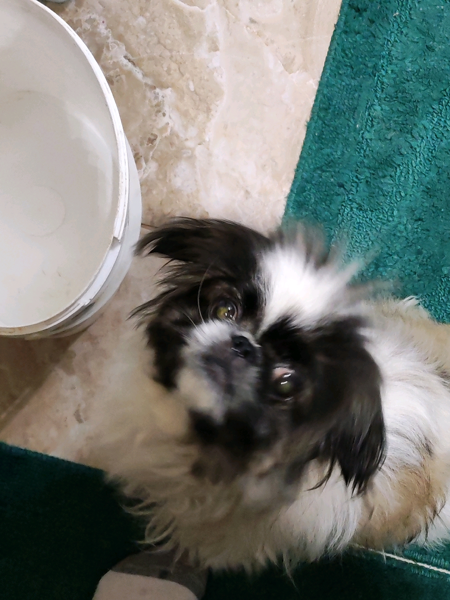 An overhead, slightly blurry shot shows a small, fluffy dog with black and white markings and expressive eyes looking up. The dog is positioned on a green rug next to a light-colored, marbled surface, possibly a floor. To the left, a portion of a large, white, cylindrical object, likely a bucket or container, is visible. The overall scene appears to be indoors, with the dog seemingly resting or observing something outside the frame. The image does not provide any specific information or visual cues that would allow for a location in Izhevsk, Russia.