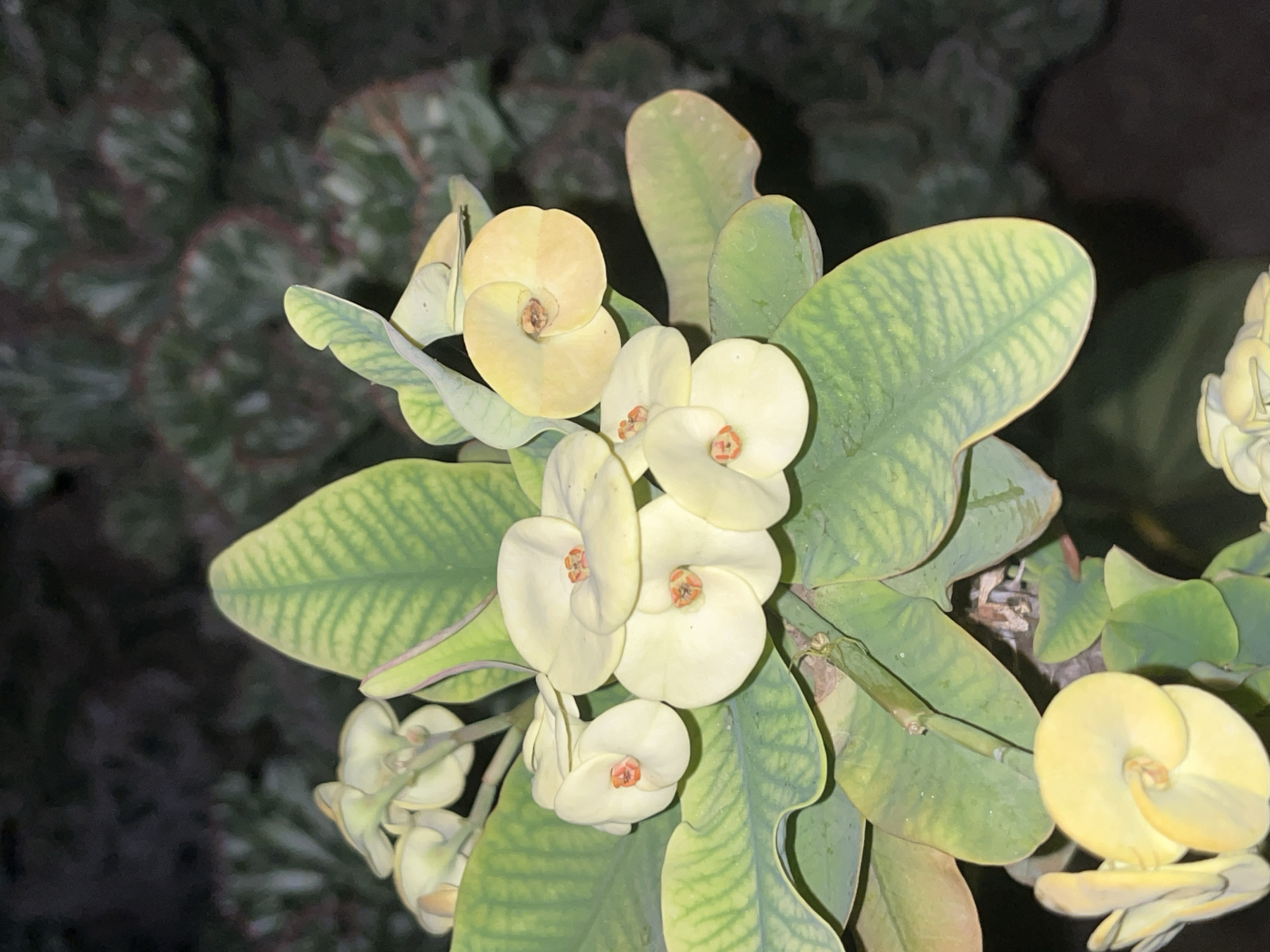 The image displays a close-up, upward-angled view of a blooming *Euphorbia milii* plant, commonly known as Crown of Thorns, located in Santa Ana, Venezuela. Multiple clusters of pale yellow to cream-colored bracts, ranging from 2 to 3 centimeters in diameter, are visible, each with a small, distinct orange-red center. The plant's leaves are ovate, green, and exhibit prominent lighter green venation; some leaves show areas of yellowish-green discoloration. The background is dark, out-of-focus, and comprises indistinct blurred shapes of additional dark green foliage. There are no individuals, specific actions, or other prominent man-made objects within the frame. The scene is illuminated by what appears to be either dim natural light or artificial lighting, sharply detailing the foreground plant against the soft, dark backdrop.