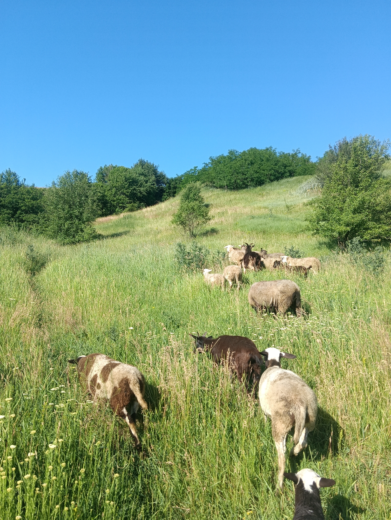 A flock of sheep and goats graze on a grassy hillside under a clear blue sky. The sheep are of various colors, including white, brown, and spotted. One goat, with dark brown fur and horns, stands among the sheep. The hillside is covered in tall green grass and dotted with small white flowers. Trees and bushes line the top of the hill. The sun is shining, casting shadows on the grass.