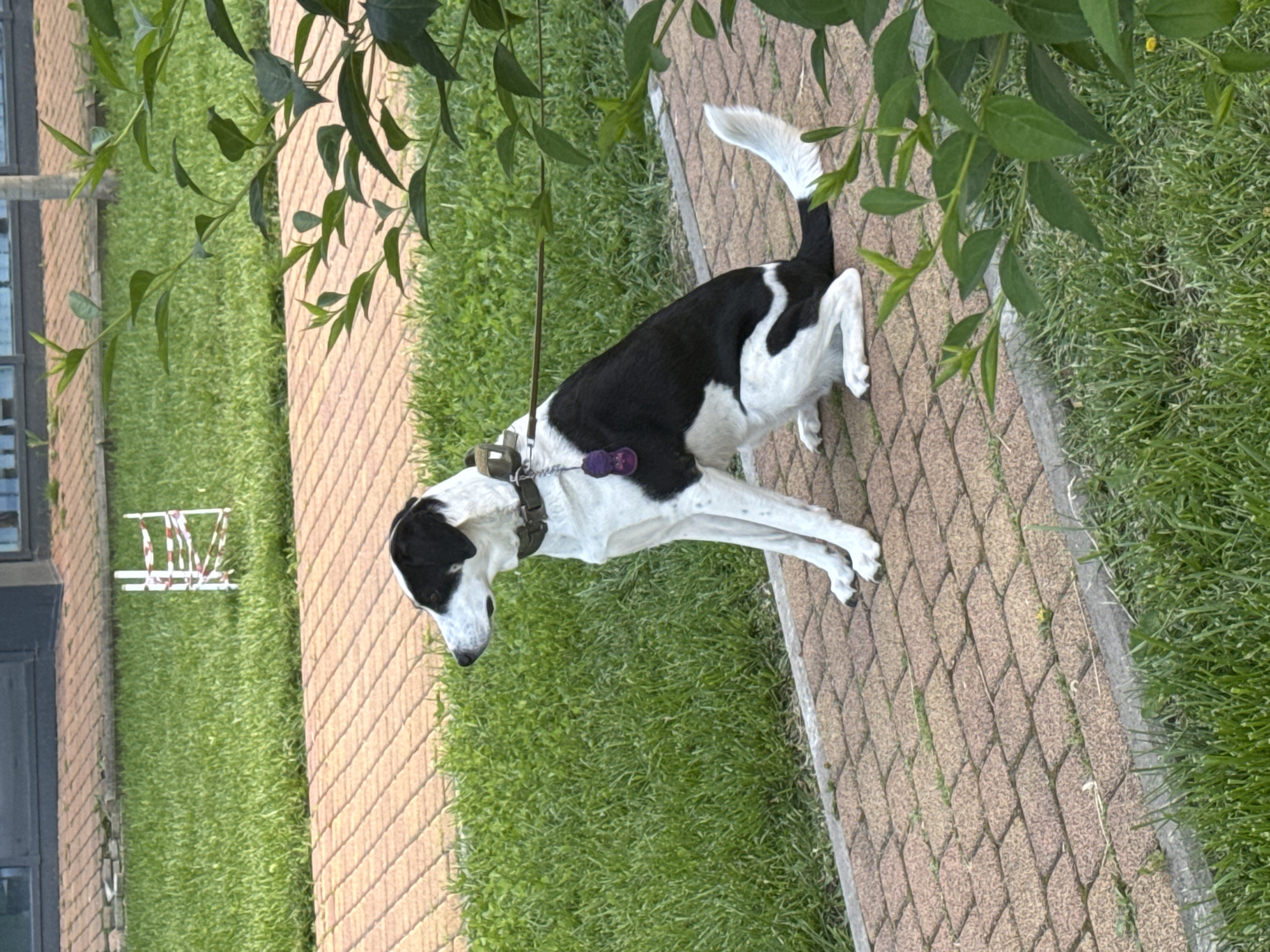 The image, taken in Krasnodar, Russia, features a black and white dog standing on a reddish-brown paved path. The dog is positioned in profile, facing towards the left side of the frame, with its head slightly lowered, appearing to be sniffing the ground. It has a predominantly white coat with large black markings, including a black head with a white stripe down its muzzle. The dog is equipped with a dark-colored harness and a leash, from which a small purple object is hanging.
The path is constructed from interlocking, diamond-patterned pavers. On both sides of the path, there is lush, vibrant green grass. Overhanging green foliage and bushes create a natural canopy, with some leaves visible in the foreground. In the background, to the left of the path, part of a brick building with a dark-framed window can be seen. Further in the distance, on the grass, a small white structure with red striped details is present, possibly a piece of garden furniture or play equipment.
The scene is set outdoors during daylight hours, characterized by bright, clear lighting, suggesting pleasant weather. The overall impression is a peaceful moment during a dog walk in a well-maintained green space, likely a park or a residential area. No visible text is present in the image.
