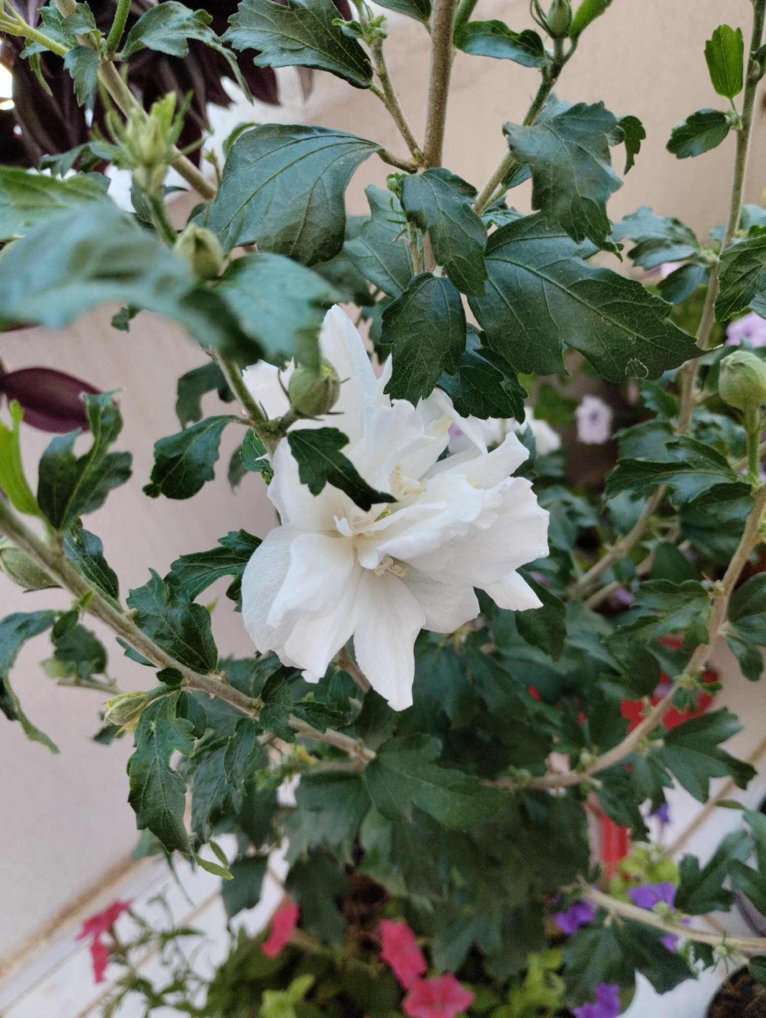 A close-up, eye-level shot captures a white hibiscus flower in full bloom, its delicate petals unfurling amidst lush green foliage. The flower, a vibrant focal point, is positioned slightly to the left of the frame, with its center obscured by layers of soft, white petals. A green bud, poised to open, is visible above and to the right of the main bloom. The surrounding leaves are a deep, rich green, with a slightly glossy texture and serrated edges. They are dense and overlapping, creating a natural backdrop for the prominent flower. The stems of the plant are visible, with a rough, brown texture. In the background, out-of-focus elements suggest other plants and a light-colored, textured wall, possibly a balcony or outdoor living space in Mezitli, Turkey. The lighting appears to be natural daylight, casting soft shadows and highlighting the textures of the leaves and petals.