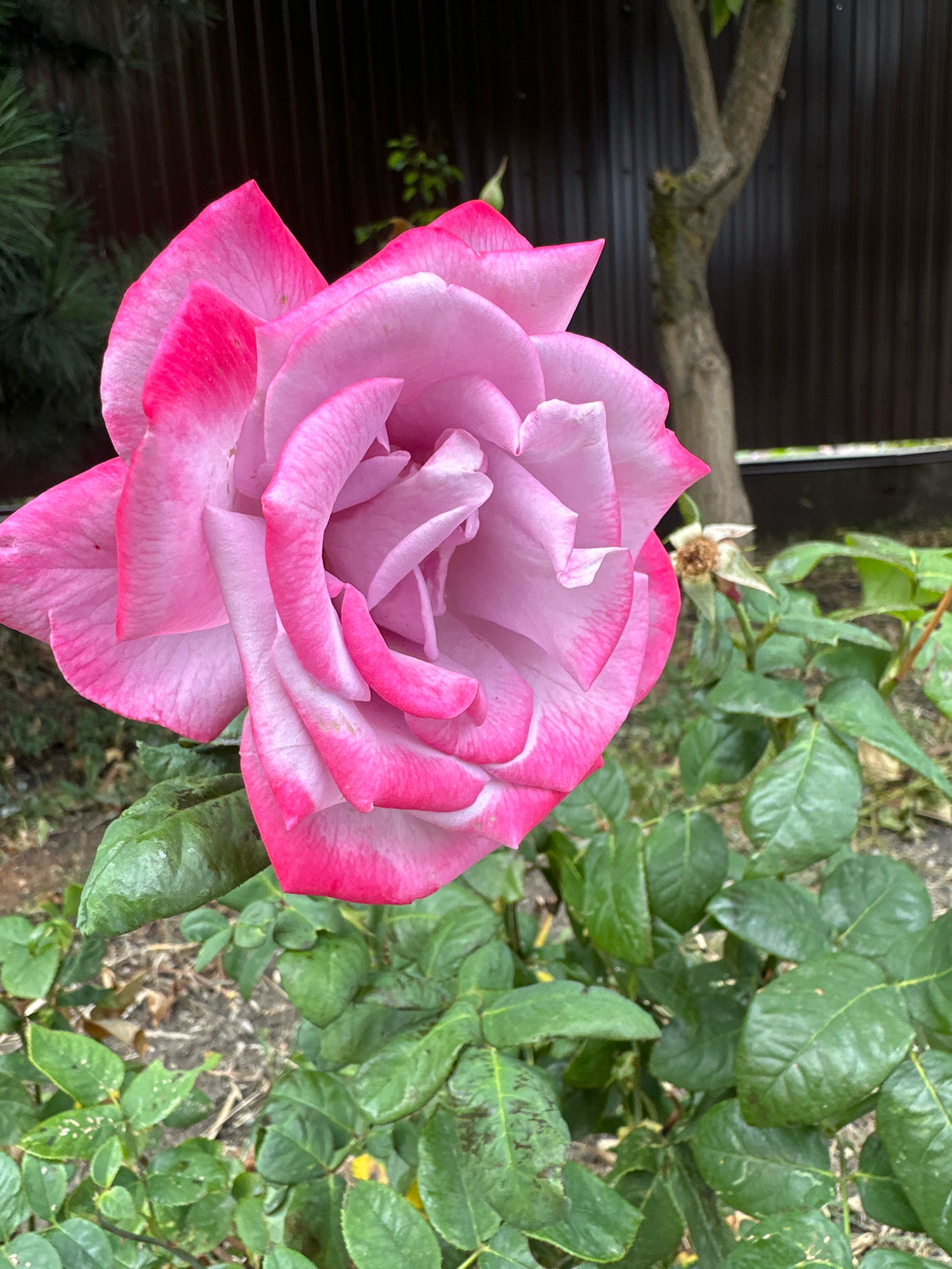 A close-up, high-angle shot features a large, pink rose in full bloom, occupying the majority of the frame. The rose has a gradient of color, transitioning from a deep magenta at the edges of its petals to a lighter pink towards the center. The petals are layered and unfurled, revealing a complex, spiraling structure. The rose is situated in an outdoor garden setting. In the background, out of focus, is a dark brown, corrugated metal fence and a thin tree trunk with mossy patches. To the right and slightly behind the rose, a withered rosebud is visible. The foreground and middle ground are filled with vibrant green rose leaves, some showing signs of minor blemishes or damage. The ground beneath the leaves appears to be composed of dry soil and small twigs. This scene is likely located in Stavropol, Russia, given the context of the request. There are no people or animals present in the image.