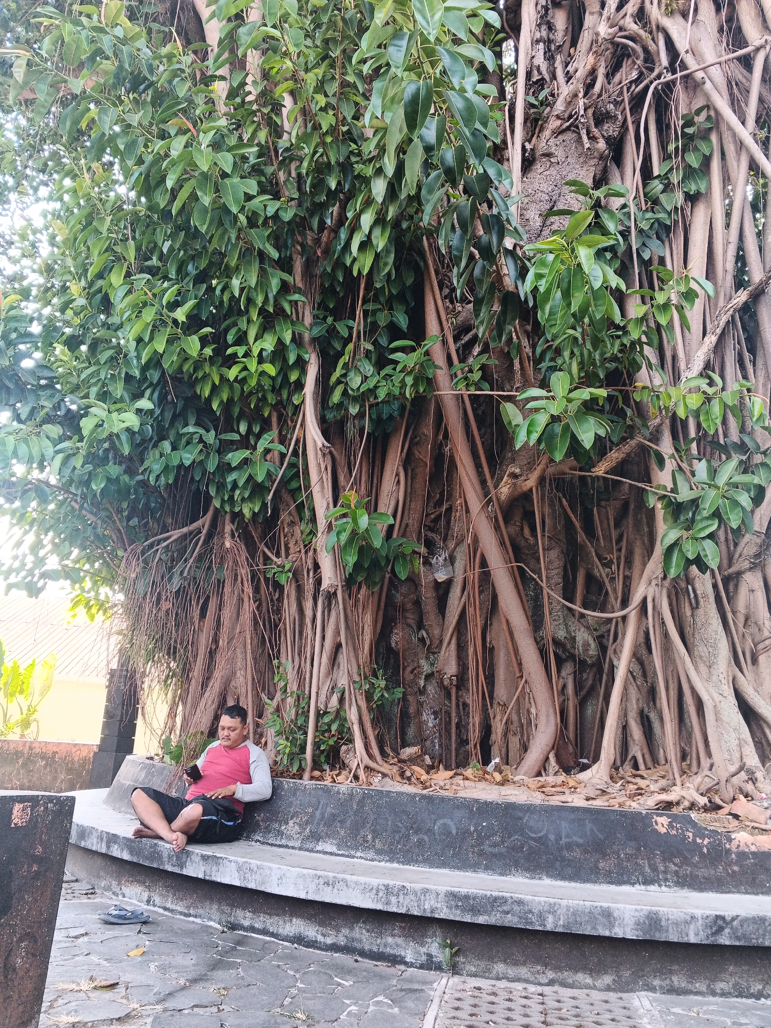 In the city of Ungaran, Indonesia, a man sits on a concrete bench under the sprawling canopy of a large banyan tree. The tree's numerous aerial roots descend from its branches, creating a dense, curtain-like effect. The man, wearing a red and gray long-sleeved shirt and black shorts, is looking at his mobile phone. His bare feet rest on the bench, and his legs are crossed. The bench is situated on a paved area with a textured surface, and a pair of dark flip-flops lies on the ground nearby. The background shows foliage and a building with a roof. The overall scene depicts a moment of relaxation amidst the natural grandeur of the banyan tree.