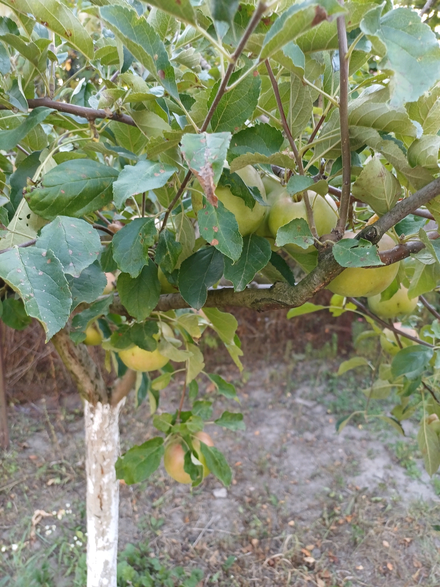 A close-up shot captures the branches of an apple tree laden with ripening green and yellow apples. The tree's trunk, painted white at the bottom, stands against a backdrop of dry, patchy ground dotted with dry leaves and sparse green foliage. The scene is set outdoors, likely in a garden or orchard in Sulymivka, Ukraine.