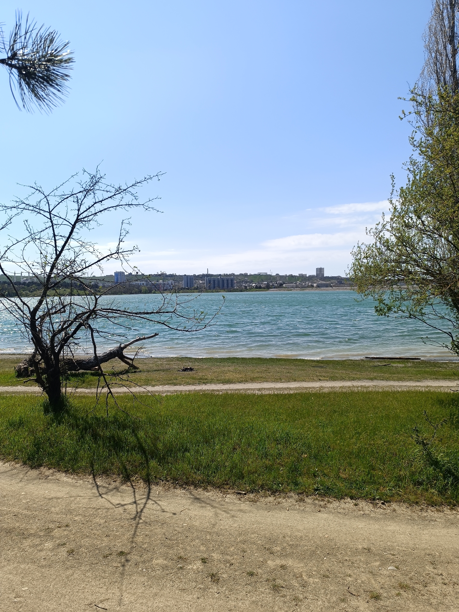 The image depicts a view of a body of water with a cityscape in the background, likely a lake or bay. In the foreground, there is a dirt path with green grass on the other side. On the left of the image is a bare tree with many branches, and to the right is a tree with green leaves. A pine needle is visible in the upper left corner of the image. The water is turquoise and the sky is a light blue. The cityscape consists of mid-rise buildings with varying architectural styles. The location is Unknown, Unknown.
