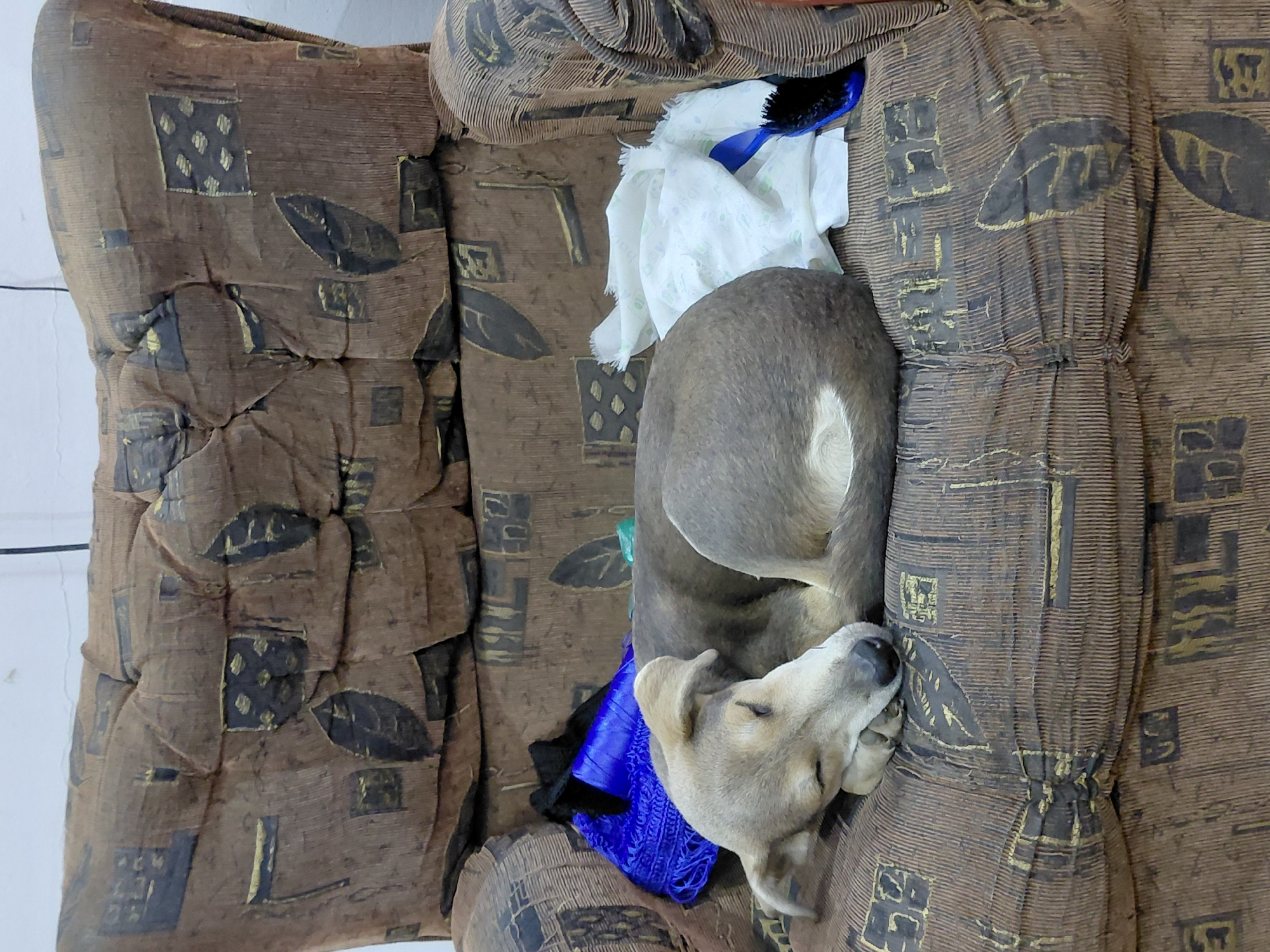 An overhead shot shows a light brown dog sleeping peacefully, curled up on a well-worn brown couch. The dog, predominantly tan with some lighter fur on its underbelly and possibly a white marking on its back, rests its head on a vibrant blue piece of fabric or a scarf. Its eyes are closed, indicating a deep sleep.
The couch is upholstered in a textured brown fabric featuring a repeating pattern of stylized dark brown or black abstract shapes, including leaf-like forms and geometric rectangles, often with a subtle golden or lighter outline. The fabric appears somewhat creased and aged. Tucked into the back corner of the couch, near the dog's back, are a crumpled white cloth (possibly a baby wipe or tissue, with faint, unreadable patterns), and a blue-handled brush with black bristles. The background consists of a plain, light-colored wall, suggesting an indoor setting. There is no discernible text on the couch pattern or the dog. The crops provide closer details of the couch fabric and the dog's relaxed face.
