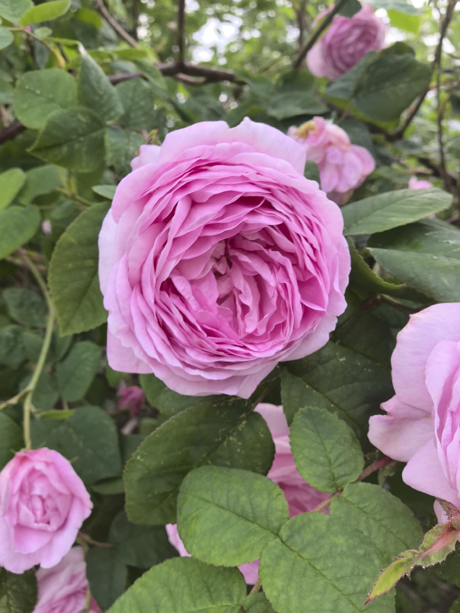 The image shows a close-up of several pink roses with green leaves on a rose bush. The focus is on a large, fully bloomed rose in the center of the frame, with its petals tightly packed and layered. To the lower left and right of the main rose, there are glimpses of other pink roses, some more open than others. The background is composed of out-of-focus green foliage and branches, suggesting an outdoor garden setting. The overall impression is one of lush natural beauty. The provided location of "Парэчча, Belarus" places this scene within a specific geographical context, hinting at a possible garden or park in that region. There are no people or explicit actions depicted, only the natural state of the rose bush.