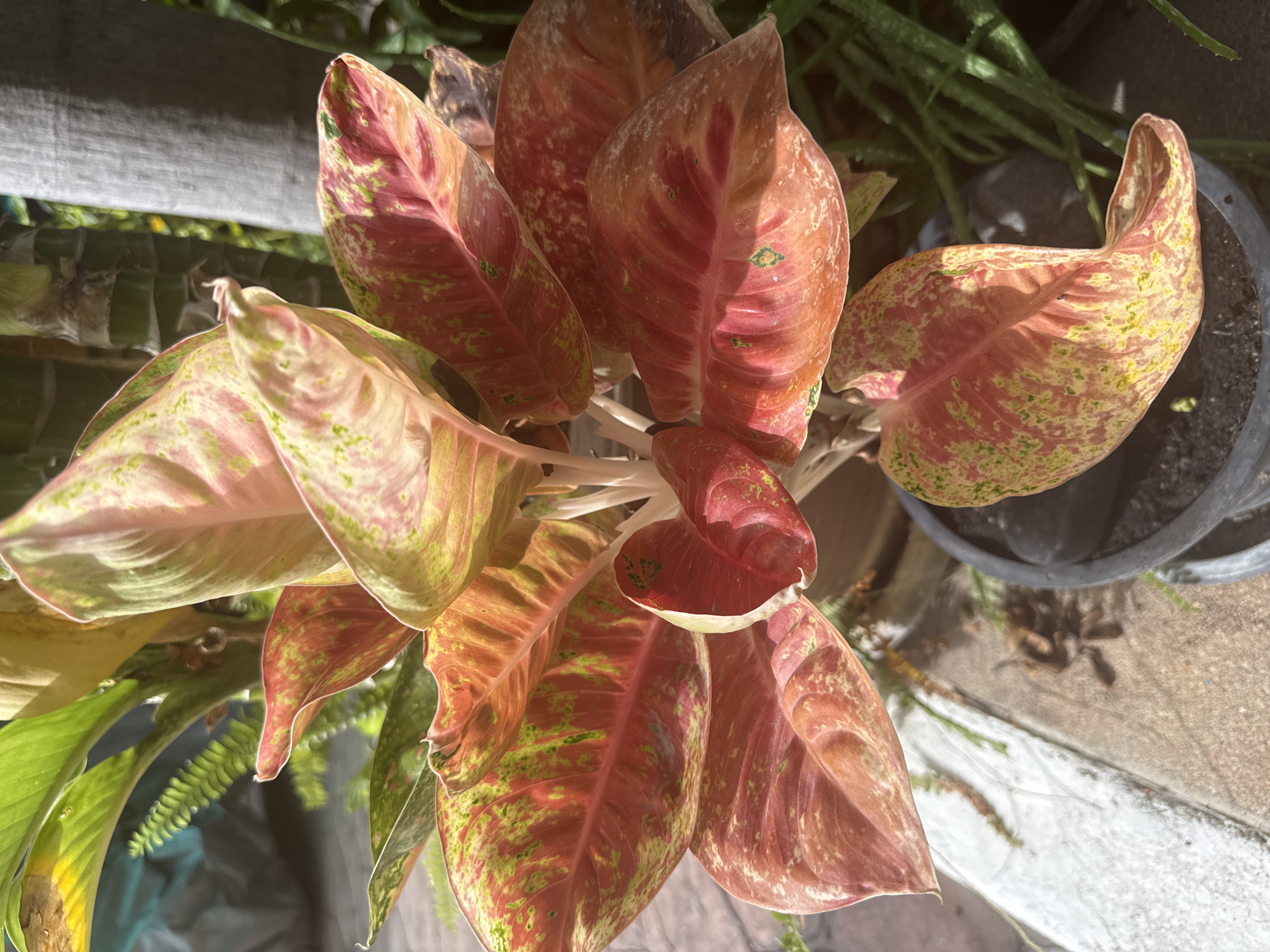 A close-up, eye-level shot captures a vibrant Aglaonema plant with large, variegated leaves in shades of pink, red, and green. The plant is in a black plastic pot, partially visible in the lower right corner. In the background, a thick, textured grey column, possibly a palm tree trunk, stands to the right, while bamboo stalks are visible behind the plant. To the left, a blurred green fern adds depth. The ground is paved with a light-colored, textured surface, possibly concrete or stone. The lighting suggests an outdoor setting with bright sunlight casting shadows and highlighting the plant's colors. The scene is likely located in an outdoor area in Pattaya City, Thailand, perhaps a garden or patio, given the tropical flora. No people are present in the image.