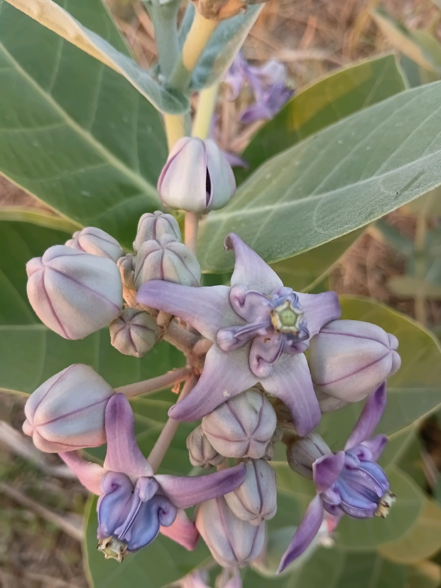 The image is a close-up, vertical shot of a flowering plant, likely Calotropis gigantea, commonly known as giant milkweed. The flowers are a pale purple and white, with five petals and a central structure that is also purple. Many buds are also visible, which are pale white with purple stripes. The leaves are large, green, and slightly fuzzy. The background is blurred, showing dry grass and other vegetation, suggesting an outdoor environment. There are no people or animals present. The image appears to be taken during the daytime, with soft lighting. The location is described as Cikal, Indonesia.