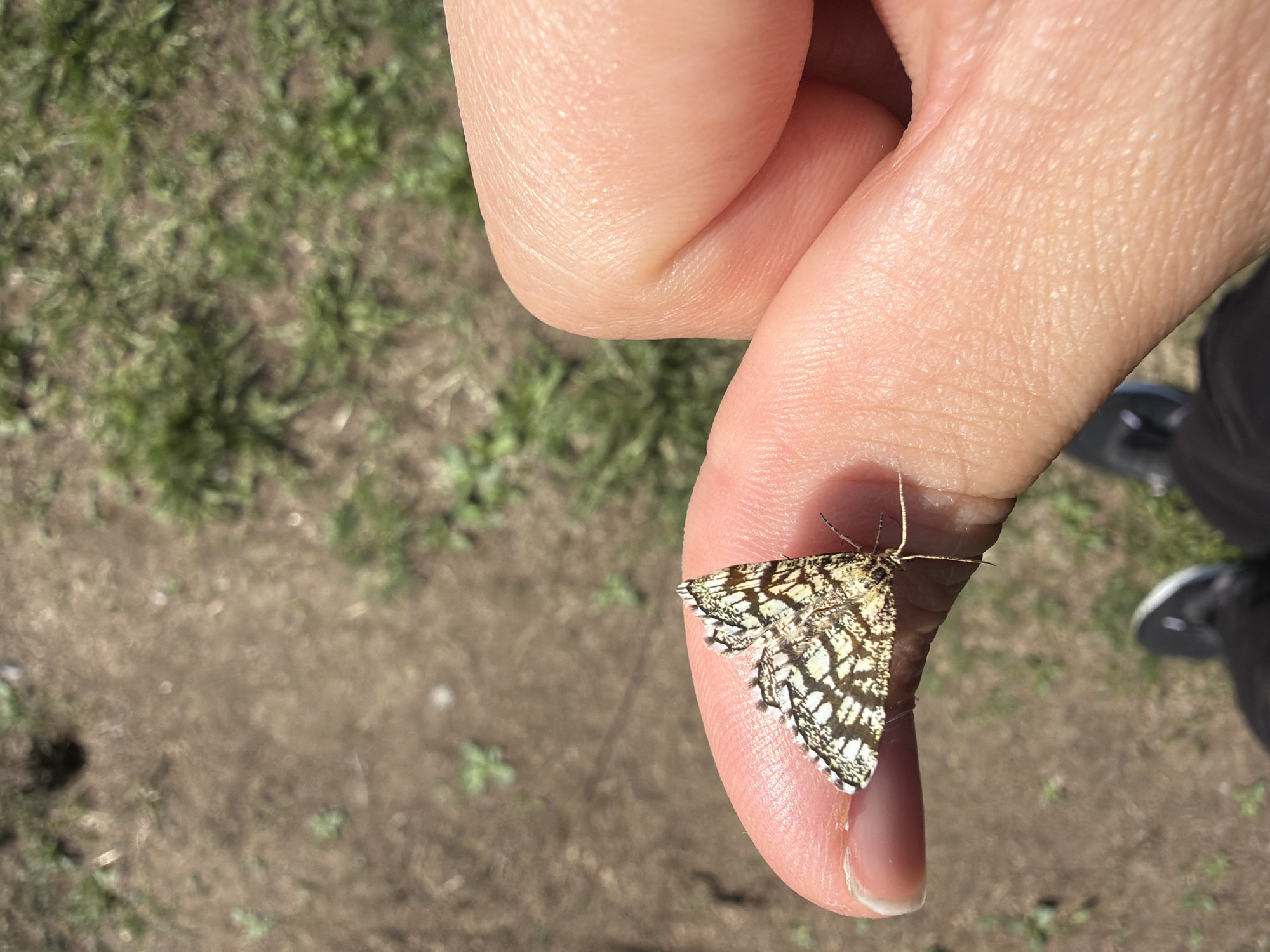 A close-up shot features a person's hand with a moth perched on their thumb. The moth has a distinct black and white checkered pattern on its wings. The background consists of blurred ground cover, appearing to be a mix of dirt and sparse vegetation. The setting appears to be outdoors in a somewhat rural or natural environment. No evidence explicitly suggests Tokkari, Russia as the location, but the possibility remains open without contradictory information.