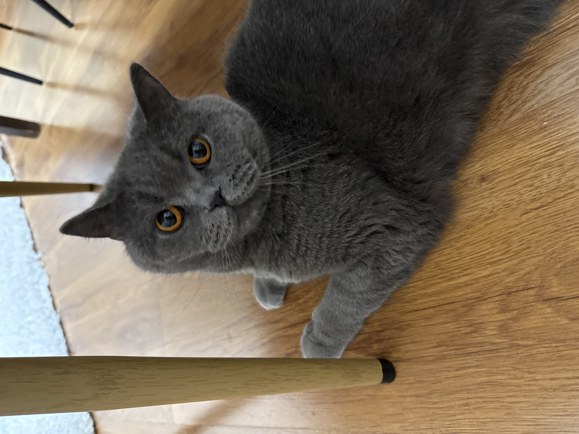 A British Shorthair cat with grey fur and orange eyes is lying on a wooden floor. The cat is looking up at the camera. A wooden table leg is to the left of the cat. The scene is indoors. The location is not specified beyond being in Plovdiv, Bulgaria.
