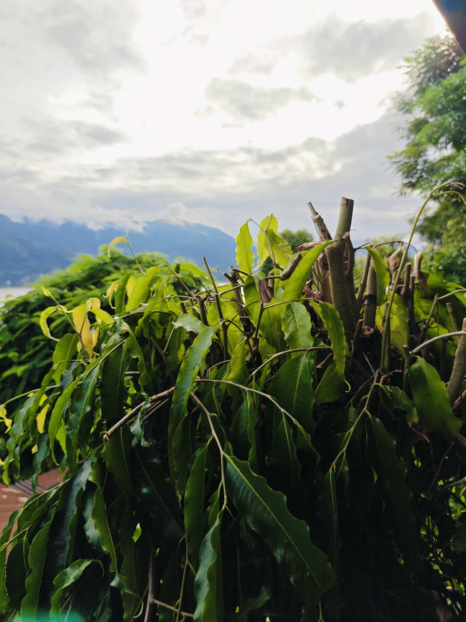 The image, captured in Pokhara, Nepal, presents a close-up view of lush green foliage in the foreground, obscuring a distant mountainous landscape. The leaves are elongated with wavy edges and vary in color from deep green to a lighter, yellowish-green, suggesting varied light exposure or perhaps the presence of new growth. Several thick, cut branches are visible amongst the leaves, indicating recent pruning or natural breakage.
Beyond the immediate foliage, a hazy, mountainous horizon stretches across the frame, partially shrouded by soft, diffused clouds. The sky above is a pale, overcast white, with hints of sunlight attempting to break through. The muted tones of the sky and mountains suggest a cloudy day, possibly late afternoon or early morning.
The overall impression is one of natural beauty, with the vibrant green of the plants contrasting with the subdued tones of the distant landscape and sky. The focus on the leaves and branches in the foreground creates a sense of intimacy with the natural world, while the background offers a glimpse of Pokhara's renowned scenic beauty. There are no people or animals visible in the image.