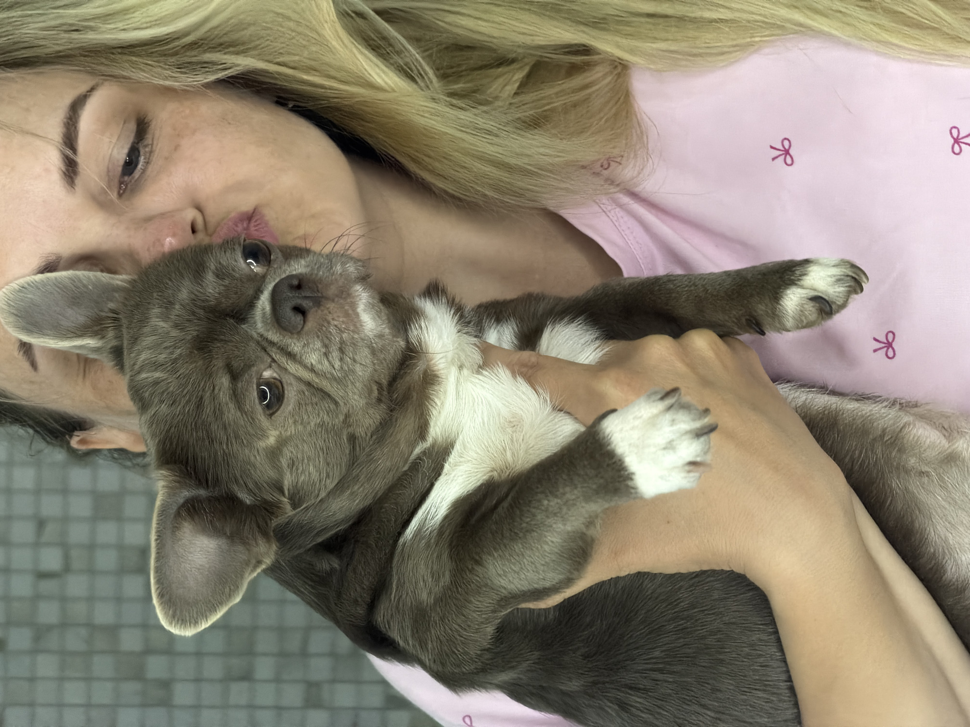 An intimate, close-up shot captures a blonde woman affectionately holding a small, grey and white dog indoors. The image was taken in Votkinsk, Russia. The woman, with fair skin, prominent freckles, and long, light-blonde hair, is seen in a partial profile, her lips gently pressed against or near the dog's head, suggesting a loving kiss or nuzzle. Her light-colored eyes are partially visible, conveying a soft expression. She is wearing a light pink top adorned with small, repetitive dark pink bow patterns.
The dog, likely a Chihuahua or similar small breed, has expressive eyes, short, greyish-brown fur, and distinct white markings on its chest and paws. It is cradled securely in the woman's hands, which are visible around its body. The background is softly out of focus, revealing what appears to be a light-colored, possibly tiled or textured surface in the lower left, indicating an indoor setting. The overall mood of the image is one of warmth, tenderness, and strong affection between the owner and her pet. No specific time of day is discernible from the indoor lighting, and there is no visible text in the image.