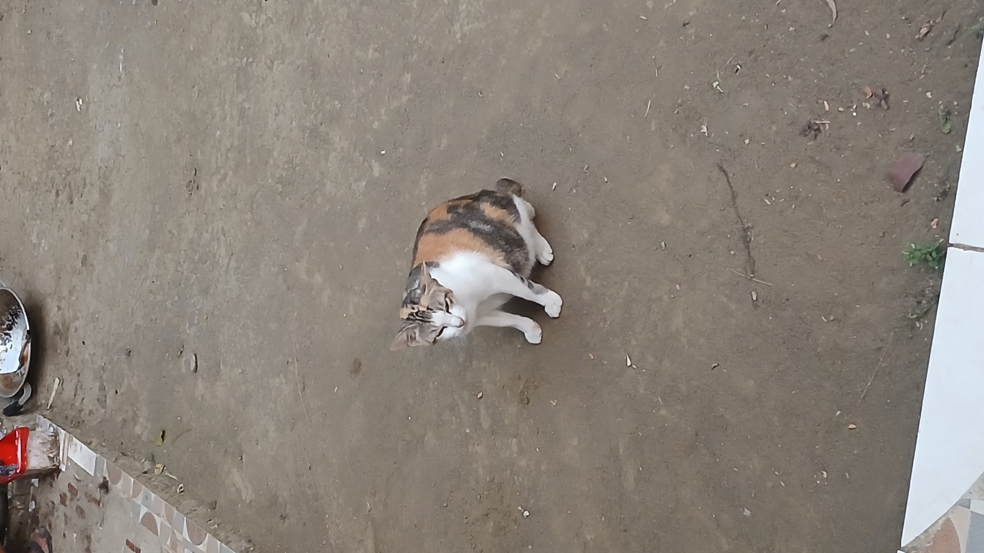 A calico cat is sitting on a dirt ground. The cat is white with patches of orange, brown, and black. It is looking down with its eyes partially closed. In the background, there is a tiled area and some debris. A metal bowl is visible on the tiled area, to the left of the cat. The ground is a mixture of dirt and small stones. This scene appears to be an outdoor area in Sampang, Indonesia, possibly a residential or communal space.