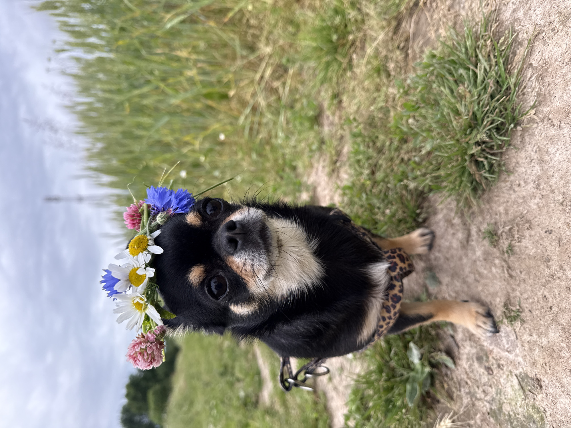 A small black and tan chihuahua wearing a flower crown stands on a dirt path. The dog is facing forward, looking at the camera. Its fur is short, and it has large, dark eyes. A leopard-print harness is visible around its chest. The background consists of a grassy field and a blurred green crop. The sky is overcast. The location is Летний Отдых, Russia.