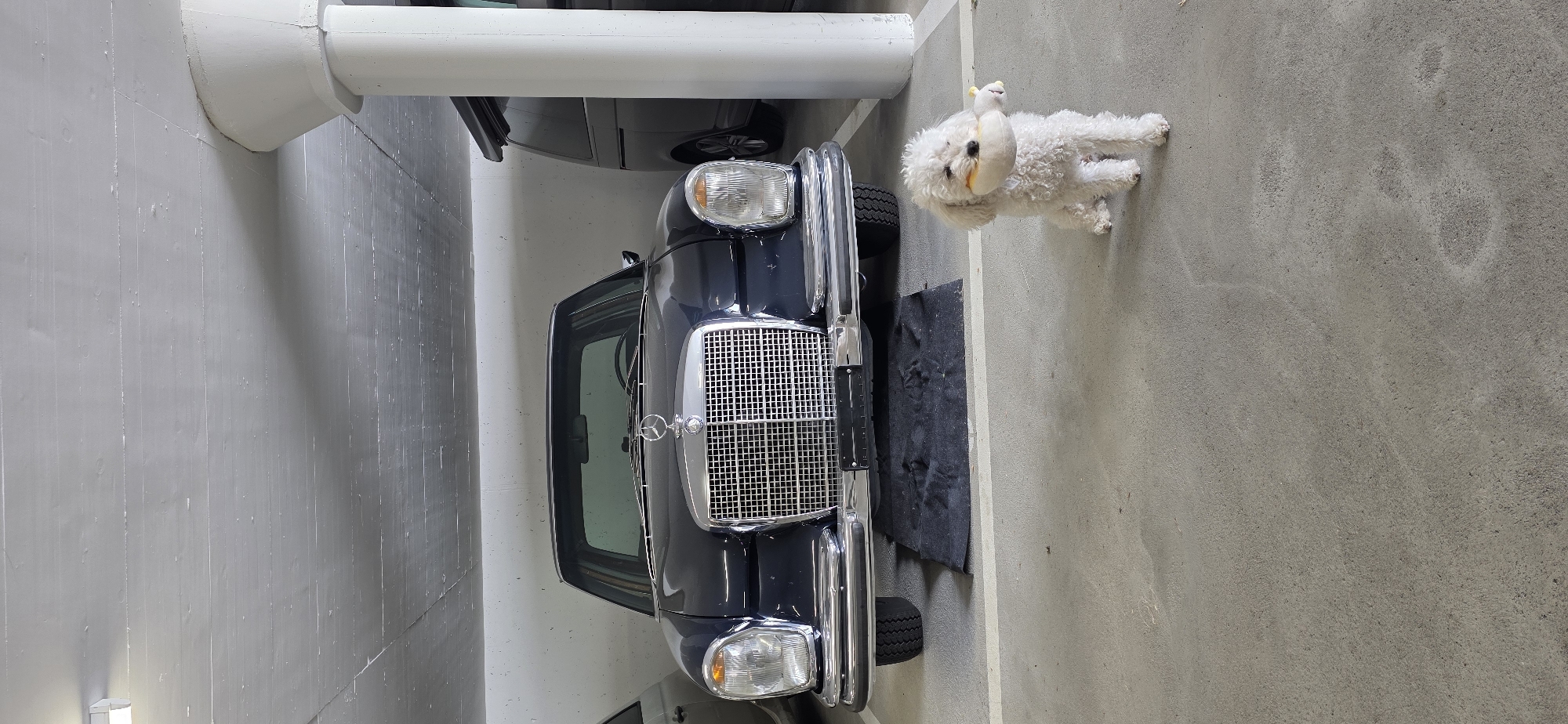 A white poodle dog holds a yellow and white plush toy in its mouth while sitting on a concrete floor in a parking garage. The dog is positioned to the right of a dark blue Mercedes-Benz car. The car has a prominent chrome grille and the Mercedes-Benz logo on the hood. A black mat is placed in front of the car's tires. In the background, another vehicle, possibly a van, is parked. The ceiling of the parking garage is made of concrete with visible horizontal lines. The scene is illuminated by overhead lighting. The location is identified as the city of Lieli, Switzerland.