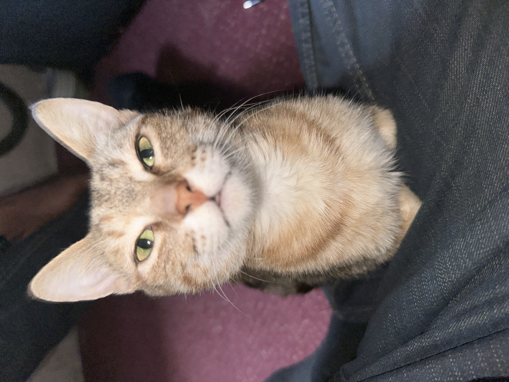 A close-up, eye-level shot shows a tabby cat with green eyes looking directly at the camera. The cat is positioned on a person's lap, with dark blue denim fabric visible in the foreground. The background is blurred and consists of a reddish-purple surface and darker areas. The lighting is dim, creating shadows and highlights on the cat's fur. The cat appears to be in an indoor setting, possibly a home. The image does not contain information indicating its location in Jos, Nigeria.