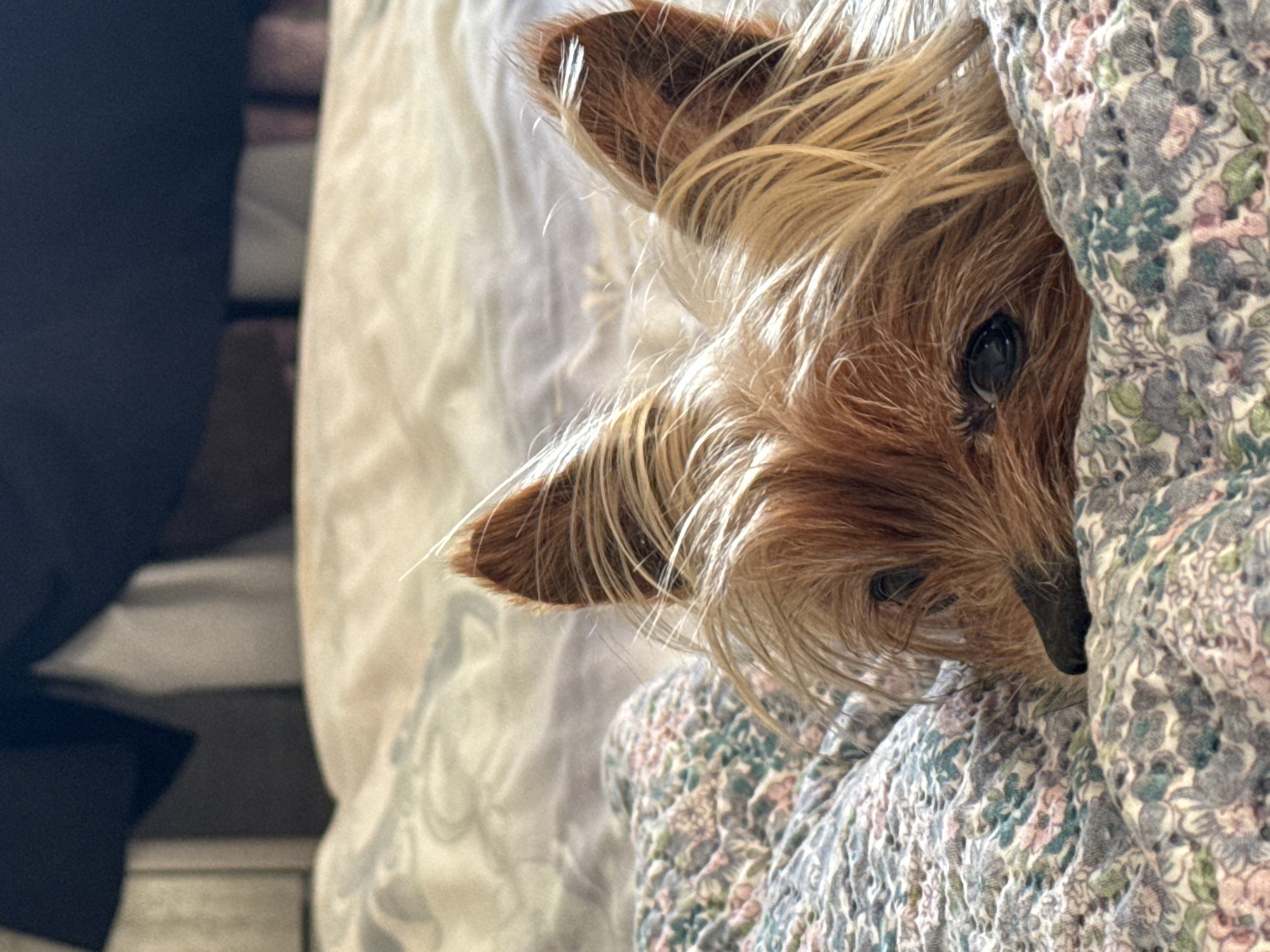 A small, brown Yorkshire Terrier is partially buried in a floral patterned blanket, with only its head and ears visible. The dog's right ear is more exposed, while the left is partially hidden by its long, light-brown fur. Its dark eyes are open and gazing forward. A cream-colored sheet or blanket lies behind the dog. To the left of the frame, there is a dark, indistinct shape possibly representing furniture or clothing. There is no information to determine if this image was taken in Burgas, Bulgaria.