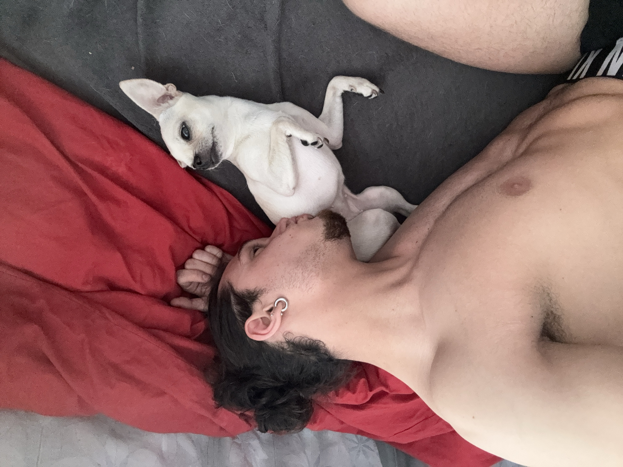 A fair-skinned man with dark curly hair lies on a bed with a red sheet and a grey blanket, next to a small, white dog lying on its back. The man has an earring in his left ear and facial hair. The dog has black toenails. The location cannot be determined from the image.