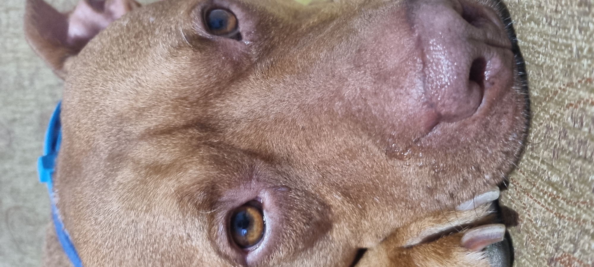 The image is a close-up, eye-level, vertical shot of a brown pit bull dog's face. The dog is lying down, with its head resting on a textured brown and yellow surface, possibly a couch or blanket. A bright blue collar is visible around its neck. The dog's eyes are open and looking slightly to the left, with brown irises and visible pupils. There is a slight sheen of moisture under its left eye. Its snout and nose are prominent in the foreground, appearing wet and textured. The fur on its face is short and appears to have some texture variations. The overall lighting is soft, with no harsh shadows.