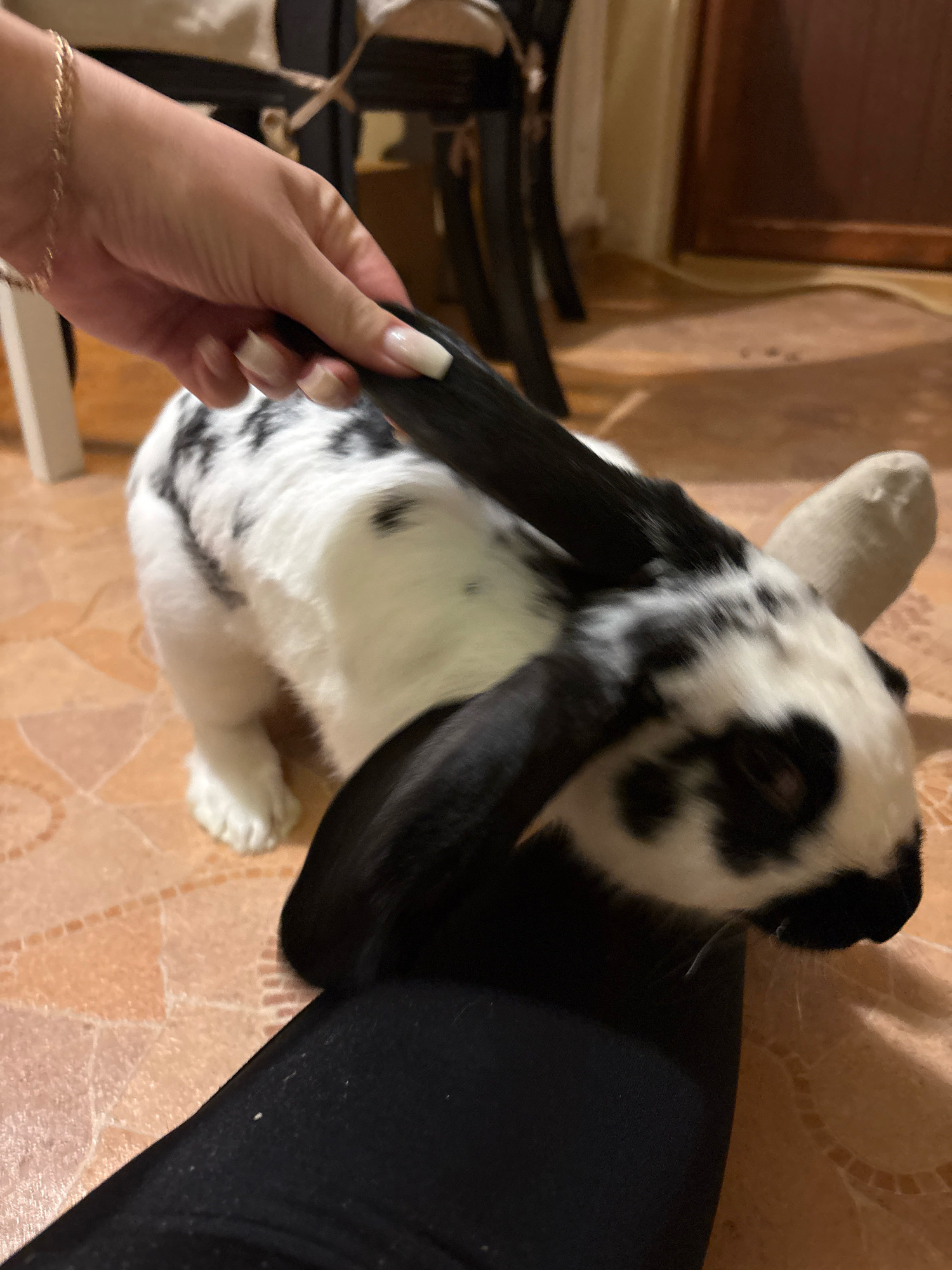 A black and white spotted rabbit with long ears is being held by its ears by a person's hand with white nail polish. The rabbit is on a floor with terracotta-colored tiles. A person's black pants are also visible in the foreground. The background shows furniture and a doorway. No specific location within Марковский, Russia is discernible from the image.