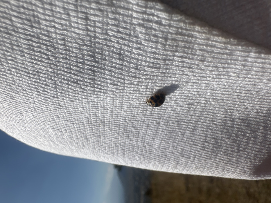 A close-up shot features a small ladybug perched on a white, textured fabric. The ladybug's shell is tan with black spots. A tiny shadow extends behind the ladybug. The fabric appears to be part of a towel or cloth, showcasing a ribbed or woven pattern. Below, a glimpse of a blue sky is visible, hinting at an outdoor setting. The image is taken at a slight angle.