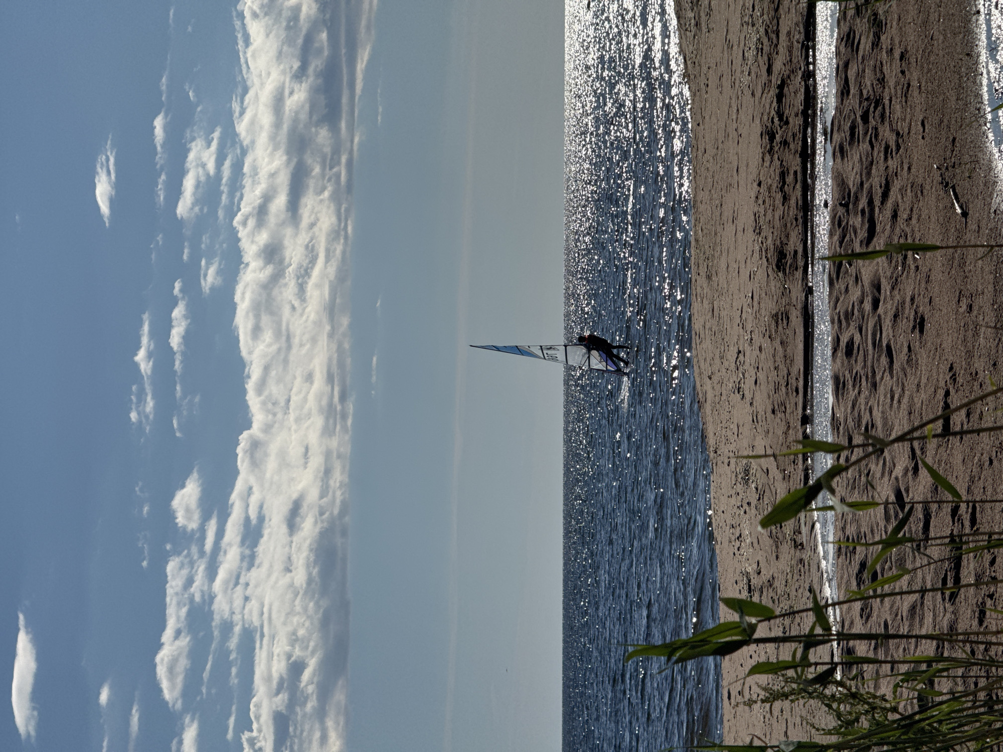 A lone windsurfer is seen in the dark blue water of a large body of water under a bright sky with scattered white clouds. The sun glints off the water's surface, creating a shimmering effect. The scene is framed by a sandy beach in the foreground, with tall green grass and reeds growing along its edge. The sand has ripples from the wind and a small stream of water runs across it. The windsurfer, dressed in dark clothing and a life vest, is on a board with a blue and white sail. The image appears to be taken on a clear, sunny day, likely in Zelenaya Roshcha, Russia, given the context.