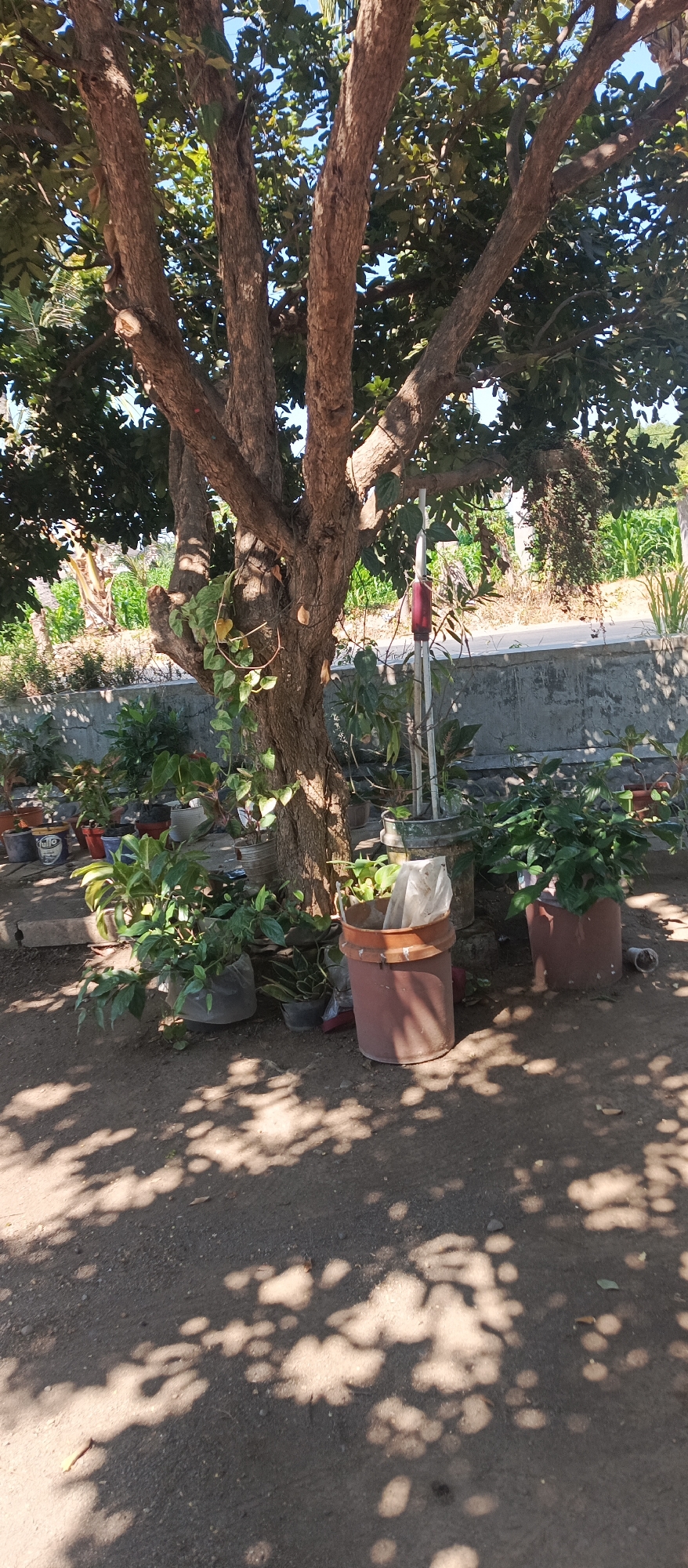 The image depicts a shaded outdoor area with a large tree trunk dominating the center. The tree has multiple branches and a rough, textured bark. Several potted plants are arranged around the base of the tree and along a low, concrete wall in the background. The ground is covered in dirt and gravel, with dappled sunlight and shadow patterns cast from the tree's foliage. In the far background, there are glimpses of green vegetation, possibly crops, and a bright blue sky. The scene appears to be a backyard or garden space. This scene is located in Arjasa, Indonesia.