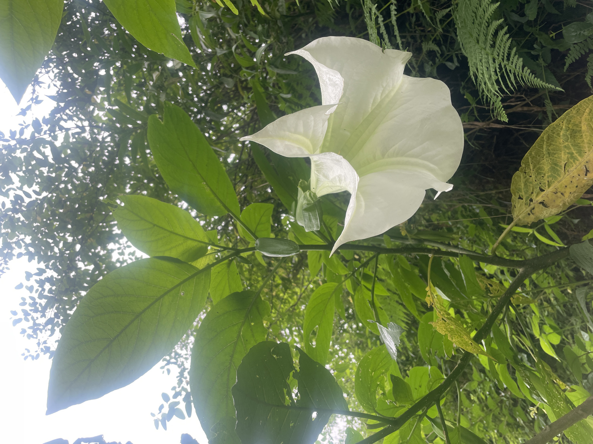 The image shows a close-up of a white flower, likely a Brugmansia, hanging from a plant in a lush, green, outdoor environment. The flower is trumpet-shaped with delicate, curved petals and a pointed tip. Several large, vibrant green leaves are visible, some with visible veins and a few with small holes, suggesting insect activity. A small, green bud is also present on the stem, near the leaves. In the background, a dense arrangement of foliage and branches creates a natural, somewhat overgrown setting. The lighting suggests an overcast day or dappled sunlight filtering through the leaves. The overall impression is one of natural beauty and growth. The scene is consistent with the vegetation found in the hills surrounding Dharamkot, India.