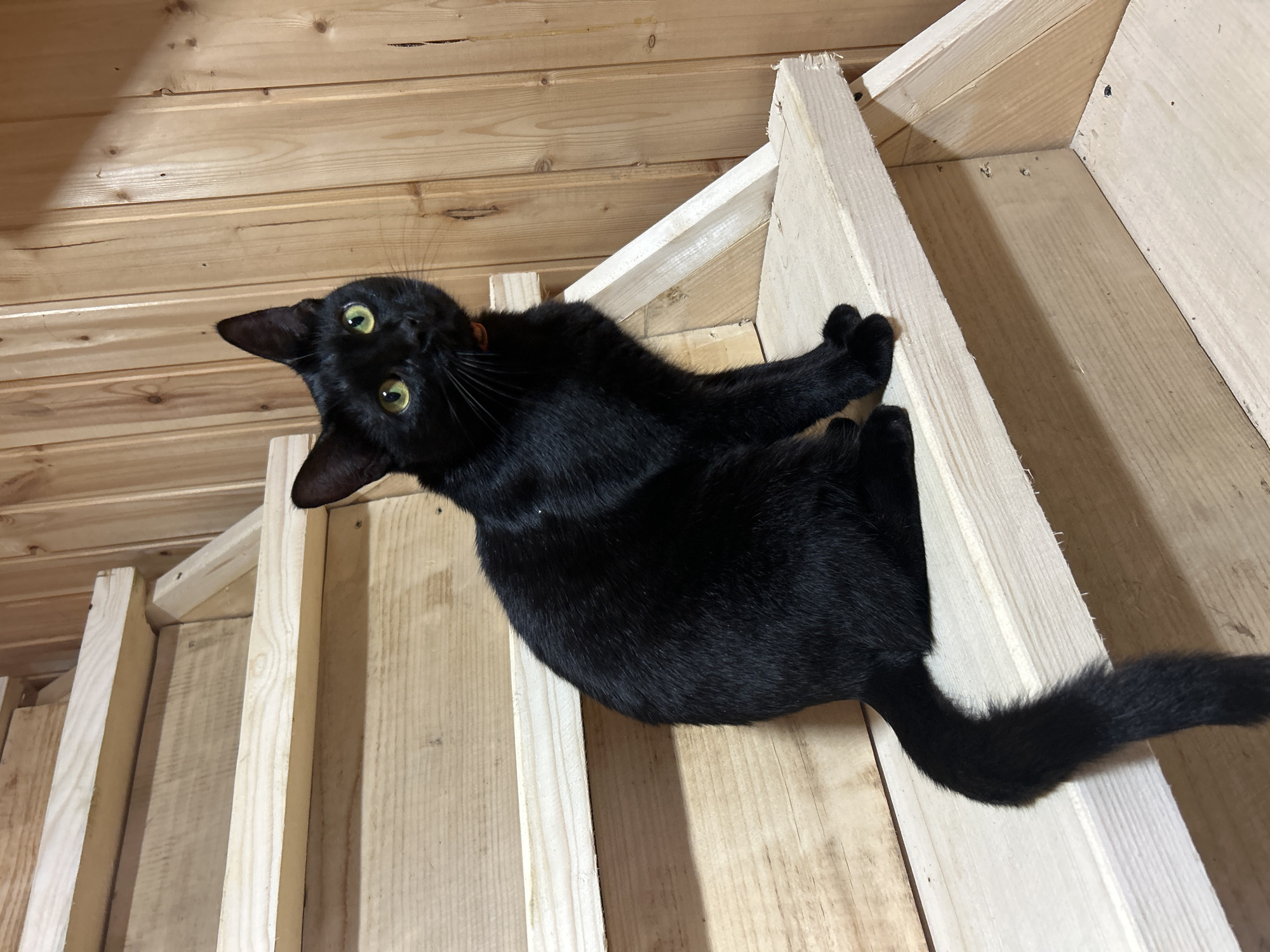 A black cat with bright green eyes is sitting on a wooden staircase, looking to the right. The staircase is made of light-colored, unfinished wood with visible grain and some rough edges. The wall behind the staircase is also made of wooden planks, oriented vertically. The cat is positioned on one of the steps, with its body facing the viewer but its head turned. Its tail is extended down the step. An orange collar is visible around the cat's neck. The lighting suggests an indoor environment, possibly a home or unfinished building, with natural light casting shadows. The location is described as the city of Kalitsino, Russia.