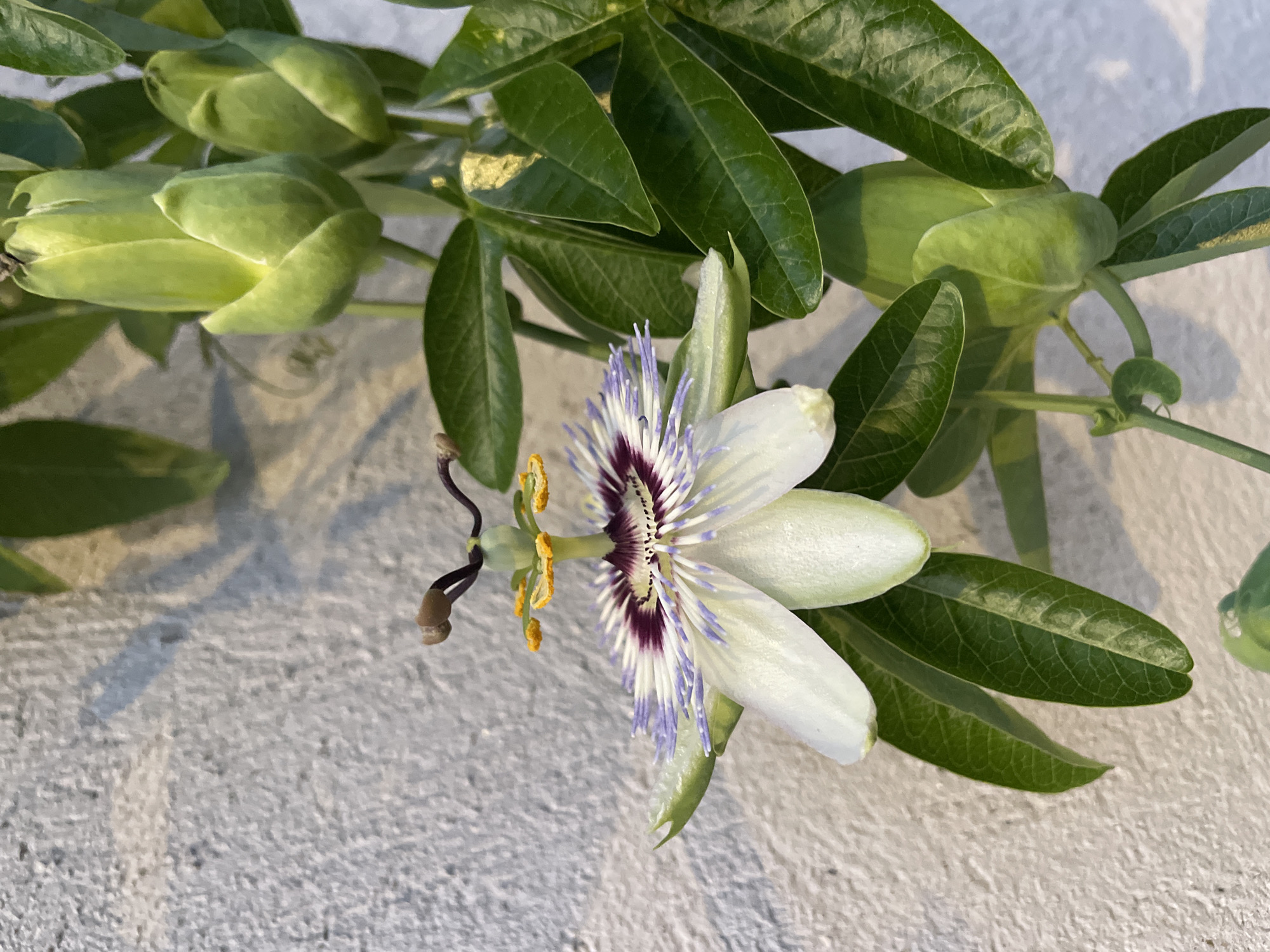 A close-up, eye-level, vertical shot captures a delicate white and purple passionflower in bloom, set against a textured, off-white wall. The flower, positioned in the lower left quadrant, exhibits intricate white petals, a vibrant purple and white corona, and yellow stamen tipped with brown anthers. Several unopened green flower buds are visible in the upper half of the frame, with lush green leaves and tendrils of the passionflower vine cascading around them. The wall, with its rough, stucco-like texture, displays a subtle shadow in the upper left, suggesting ambient light and time of day. The scene is devoid of any human presence, vehicles, or other animals. The location is identified as Vénissieux, France.