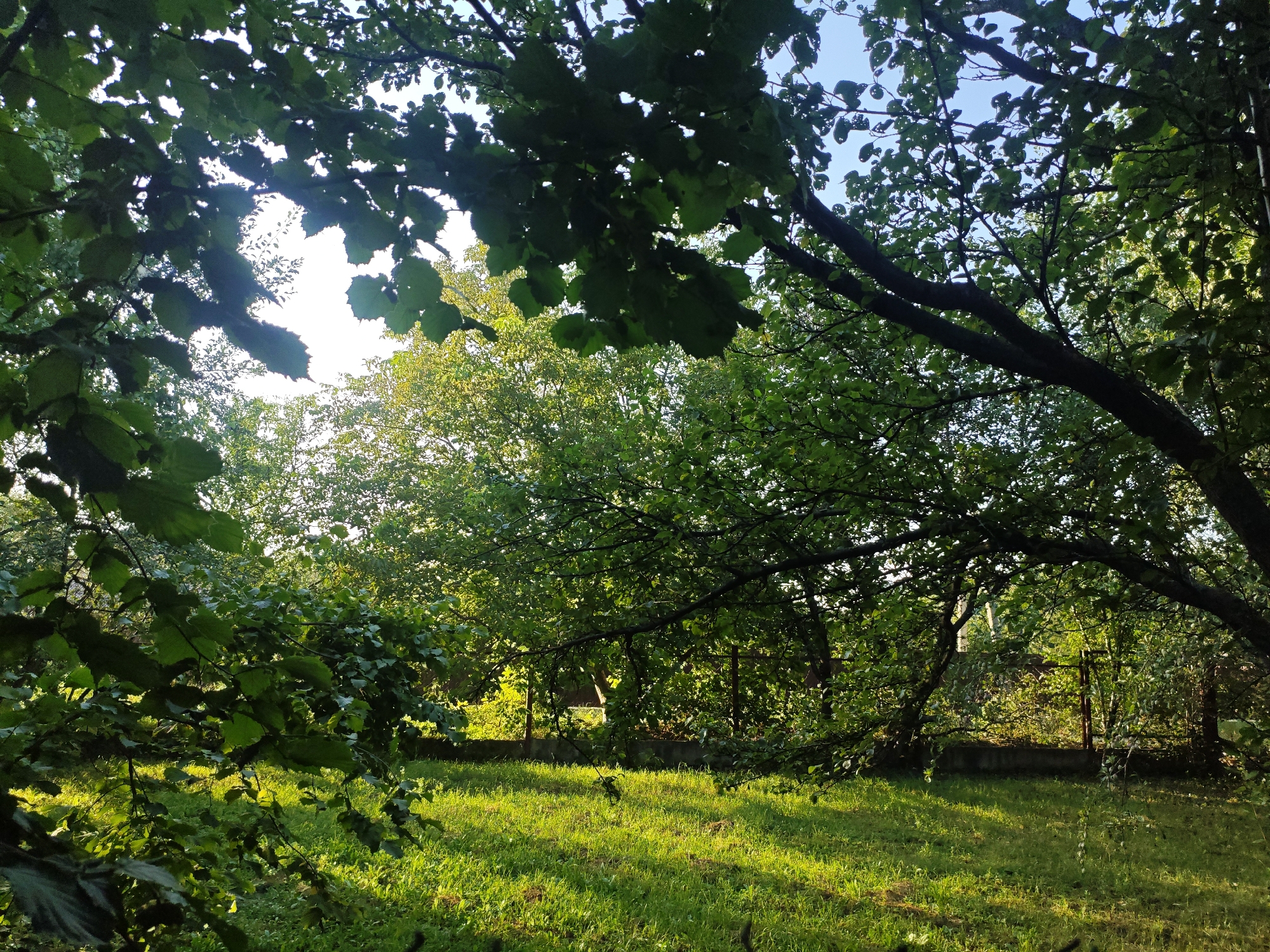 The image depicts a sunlit lawn surrounded by dense green foliage. The foreground is dominated by the dark silhouettes of tree branches and leaves, partially obscuring the view of a bright, sun-drenched grassy area behind them. The grass is illuminated by dappled sunlight, creating a vibrant green carpet. In the middle ground, the foliage continues, appearing as a wall of green, with hints of sunlight filtering through. A low concrete structure, possibly a border or foundation, runs horizontally across the middle of the scene. Behind this, a weathered metal gate or fence structure is visible, suggesting a boundary or entrance to another area. The background is a dense collection of trees and vegetation, with the sky visible only in small patches of clear blue. The overall impression is one of a natural, somewhat wild, outdoor setting. The scene does not contain any people, animals, or specific identifiable landmarks that would place it definitively in Krasnaya Polyana, Russia, beyond the information provided in the prompt.